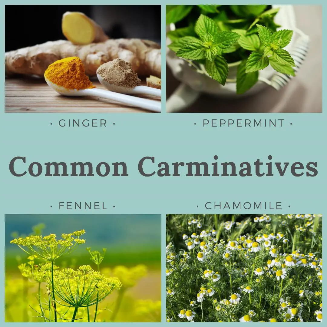 Carminative HSA Webinar: Soothing Herbs & Gut Repair - The Herb Society of America Blog