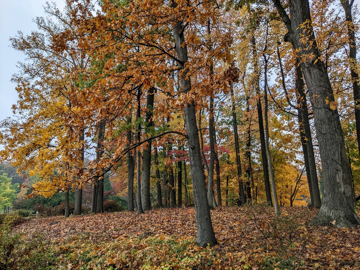 Fall color at US National Arboretum