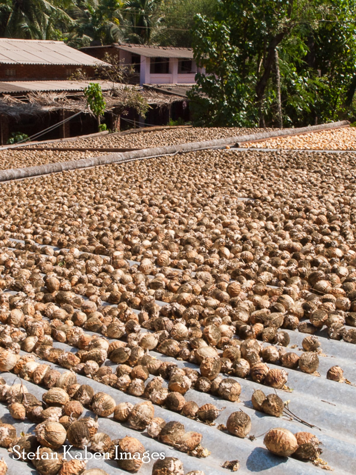 03 Betel Nuts 523 VF