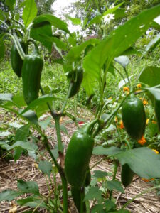 Jalapeno peppers ready for harvest
