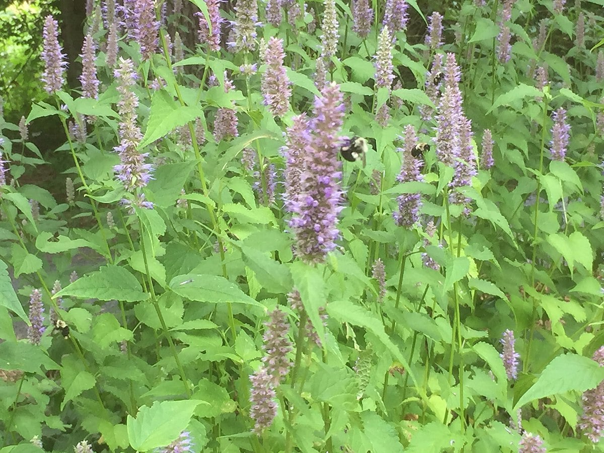 bumblebees_on_anise_hyssop