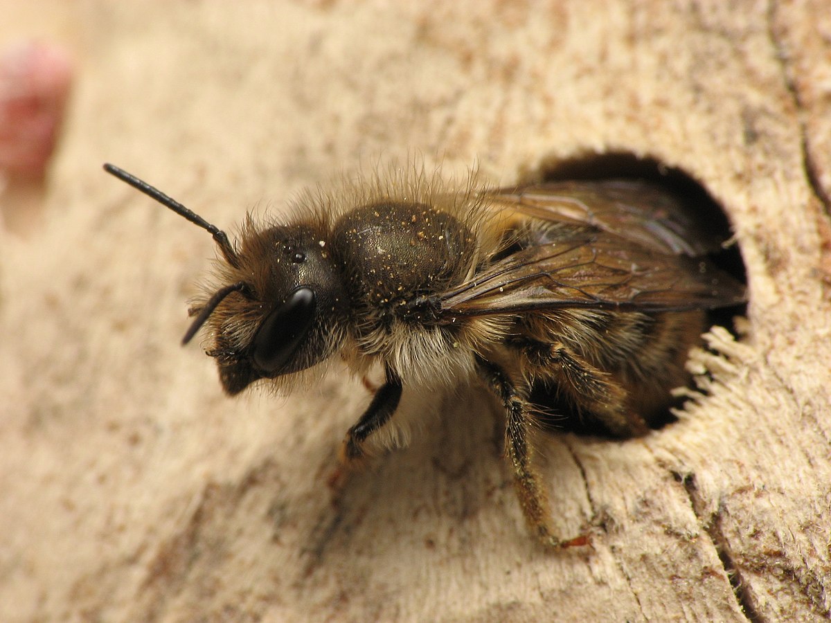 1200px-Osmia_cornifrons Beatriz Moisset via wikimedia Osmia cornifrons bee emerging from nest hole in wood