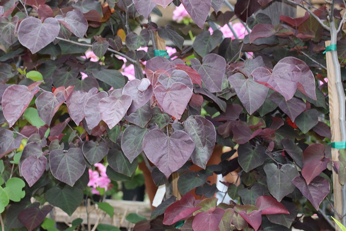Redbud,_Forest-Pansy,_Cercis-canadensis