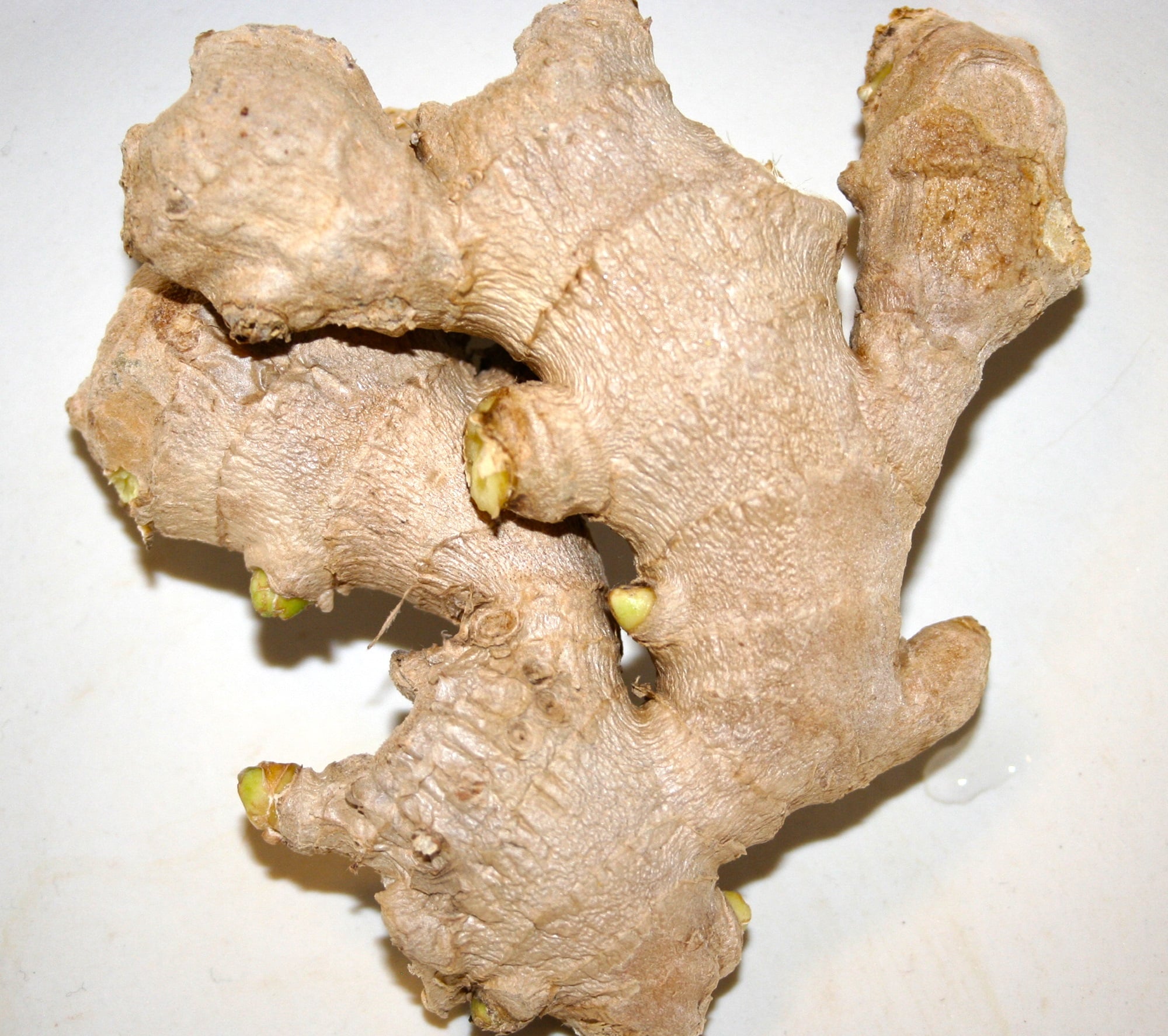Ginger rhizome