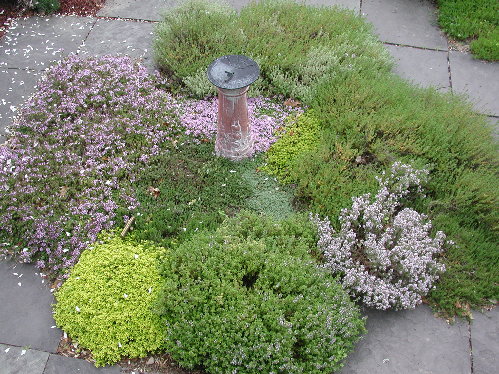 thyme square