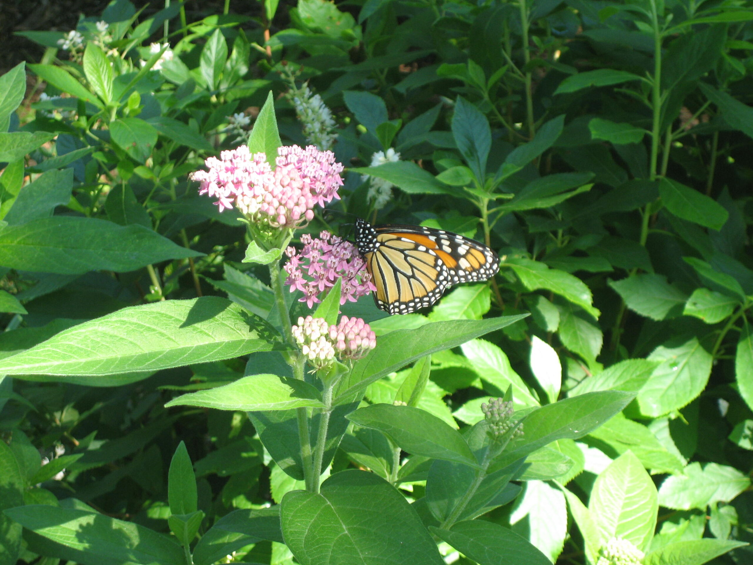 swamp_milkweed
