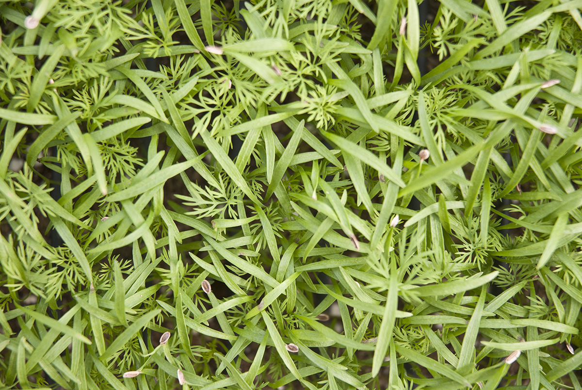 Dill