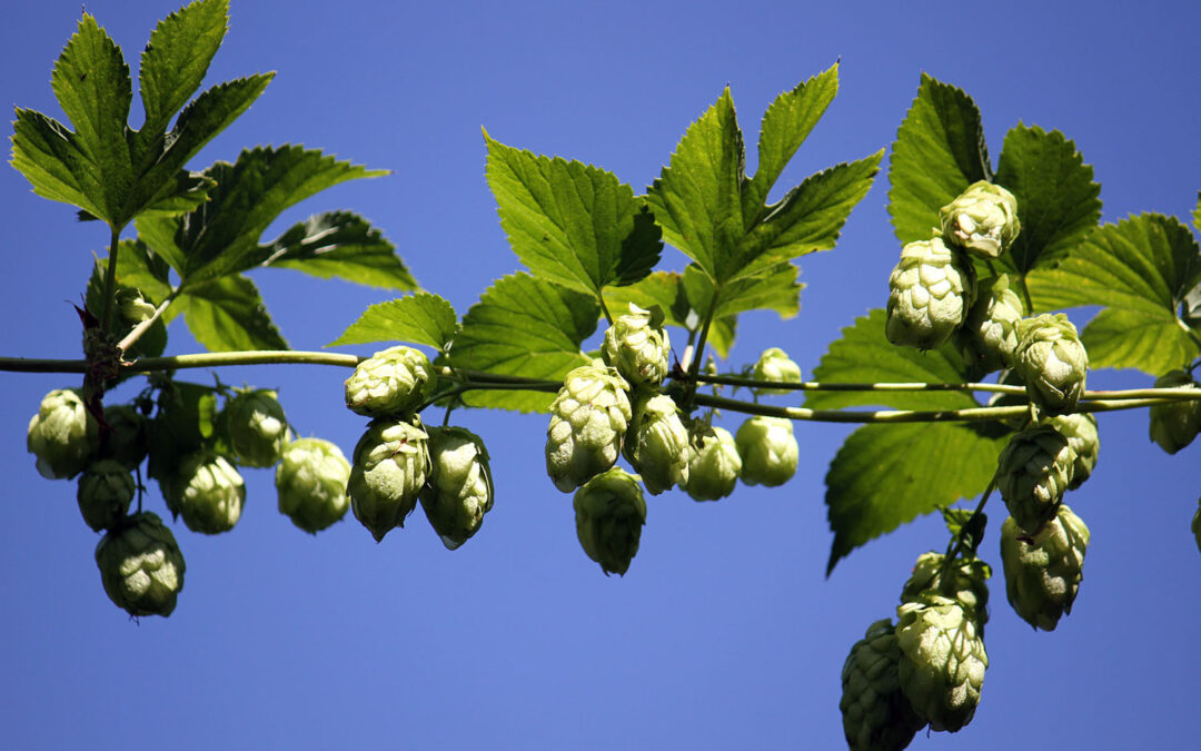 Hops is IHA 2018 Herb of the Year
