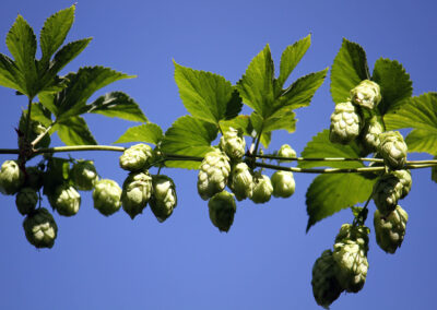 Hops is IHA 2018 Herb of the Year