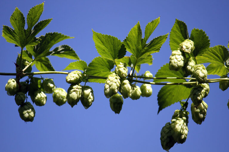 Hops is IHA 2018 Herb of the Year