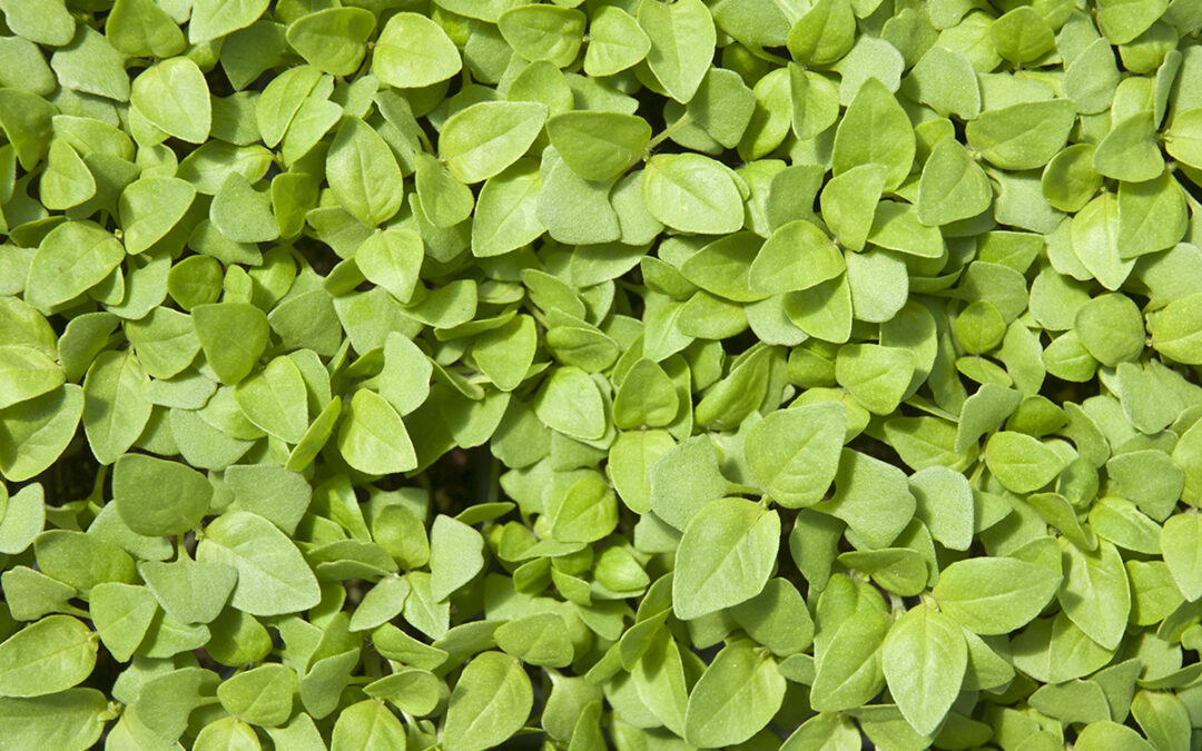 The Tiniest Herbs Are in Hot Demand
