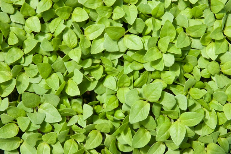 The Tiniest Herbs Are in Hot Demand