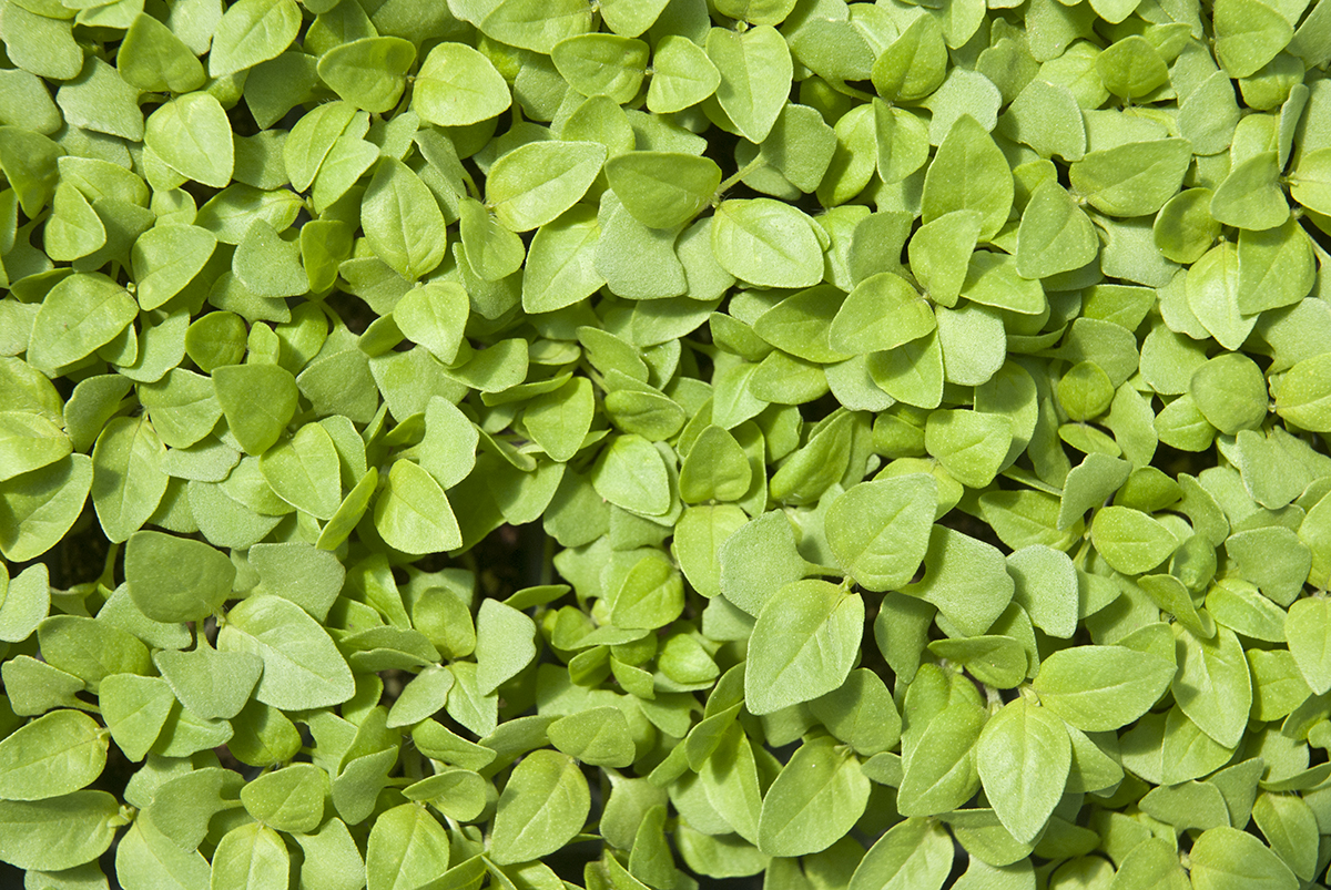 Lemon basil