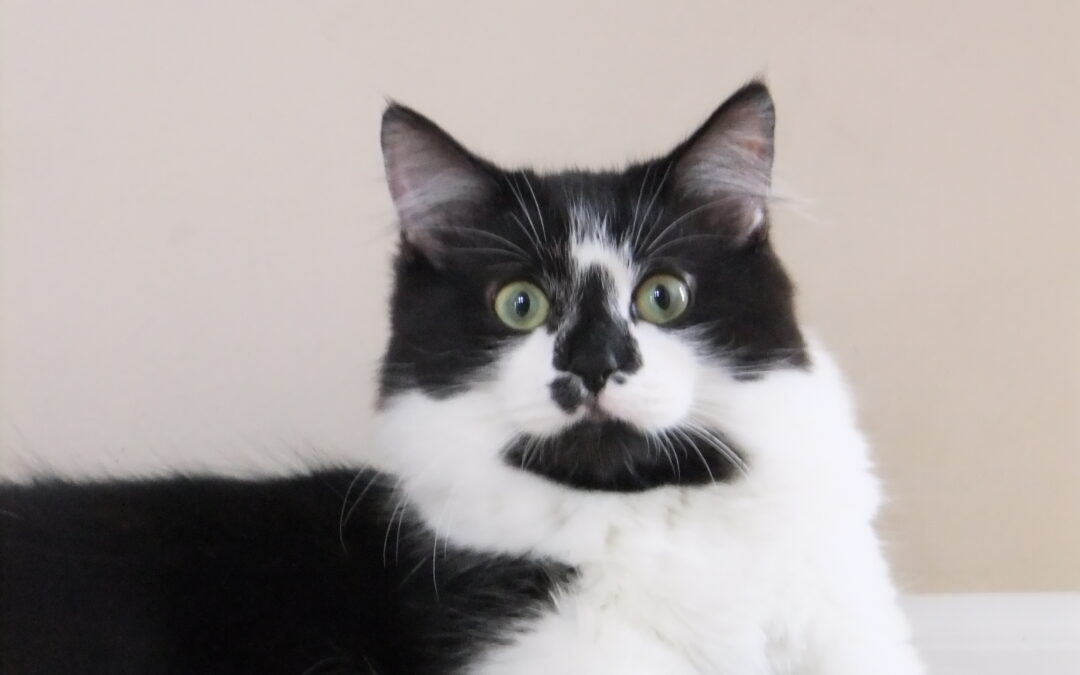 Crazy for Catnip