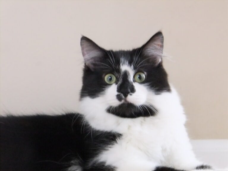 Crazy for Catnip