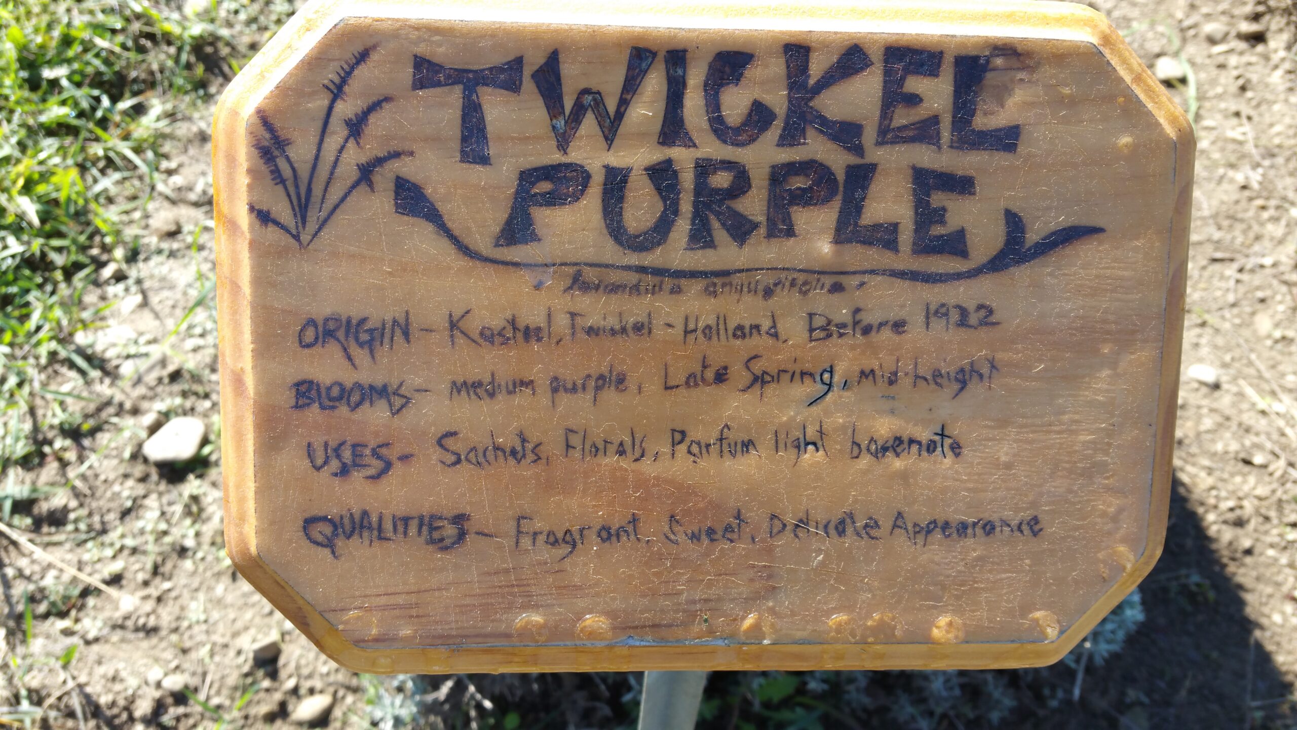 Twickel purple