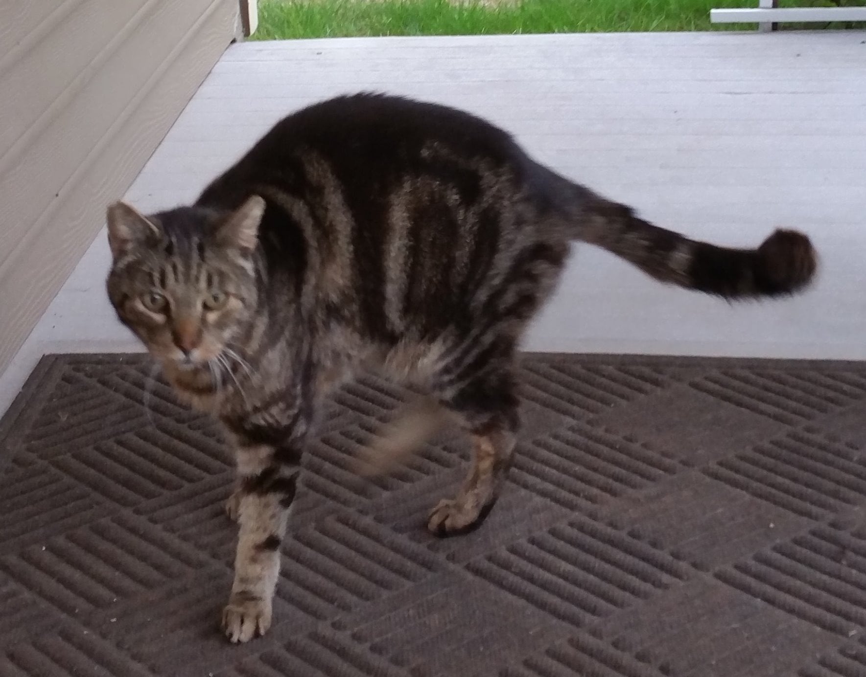 Cat on the front porch