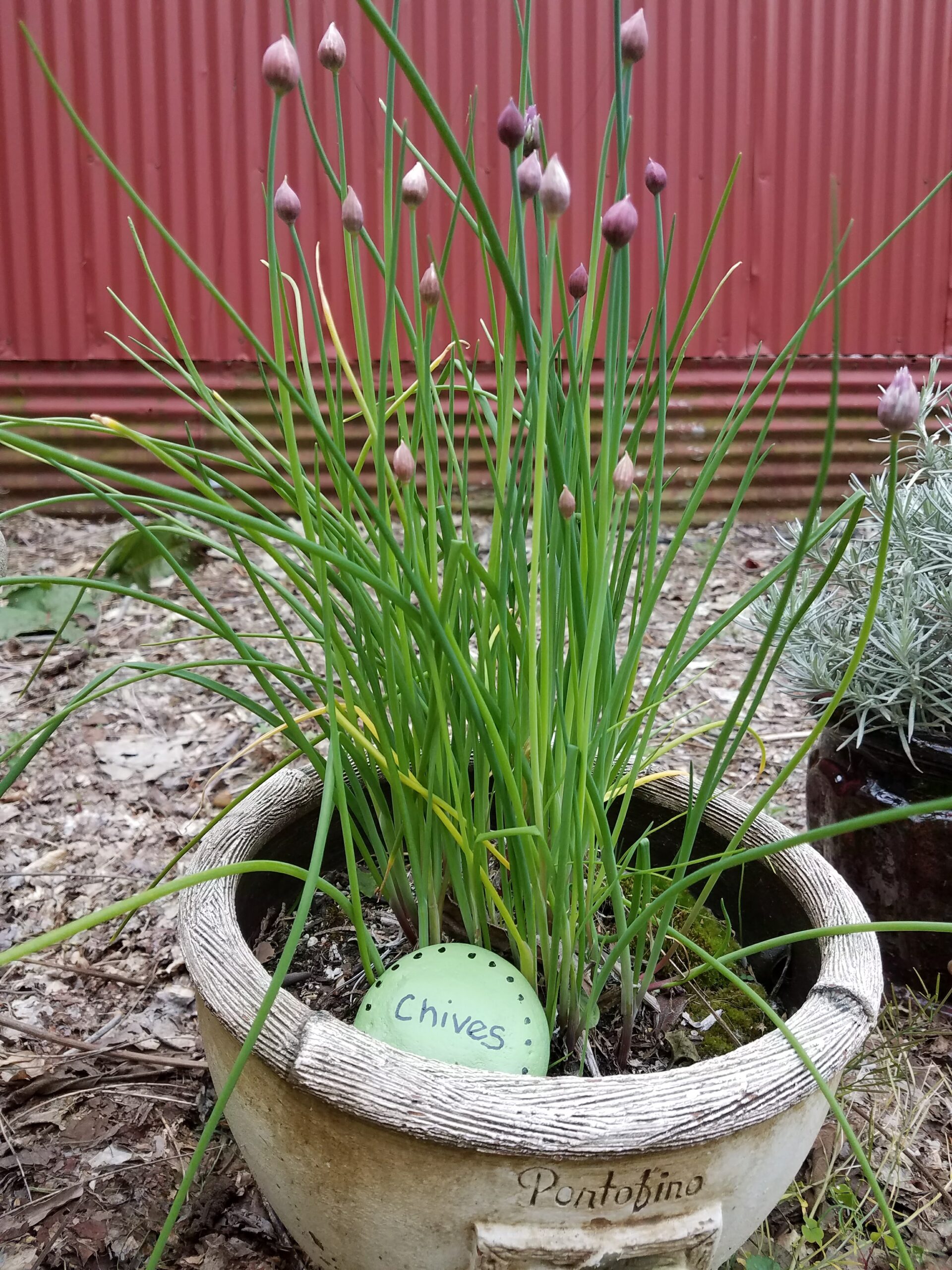 Chives