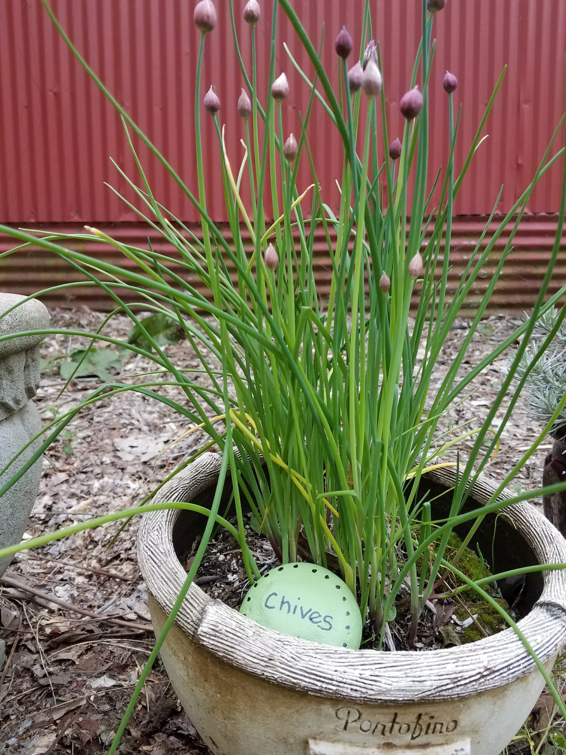 Chives