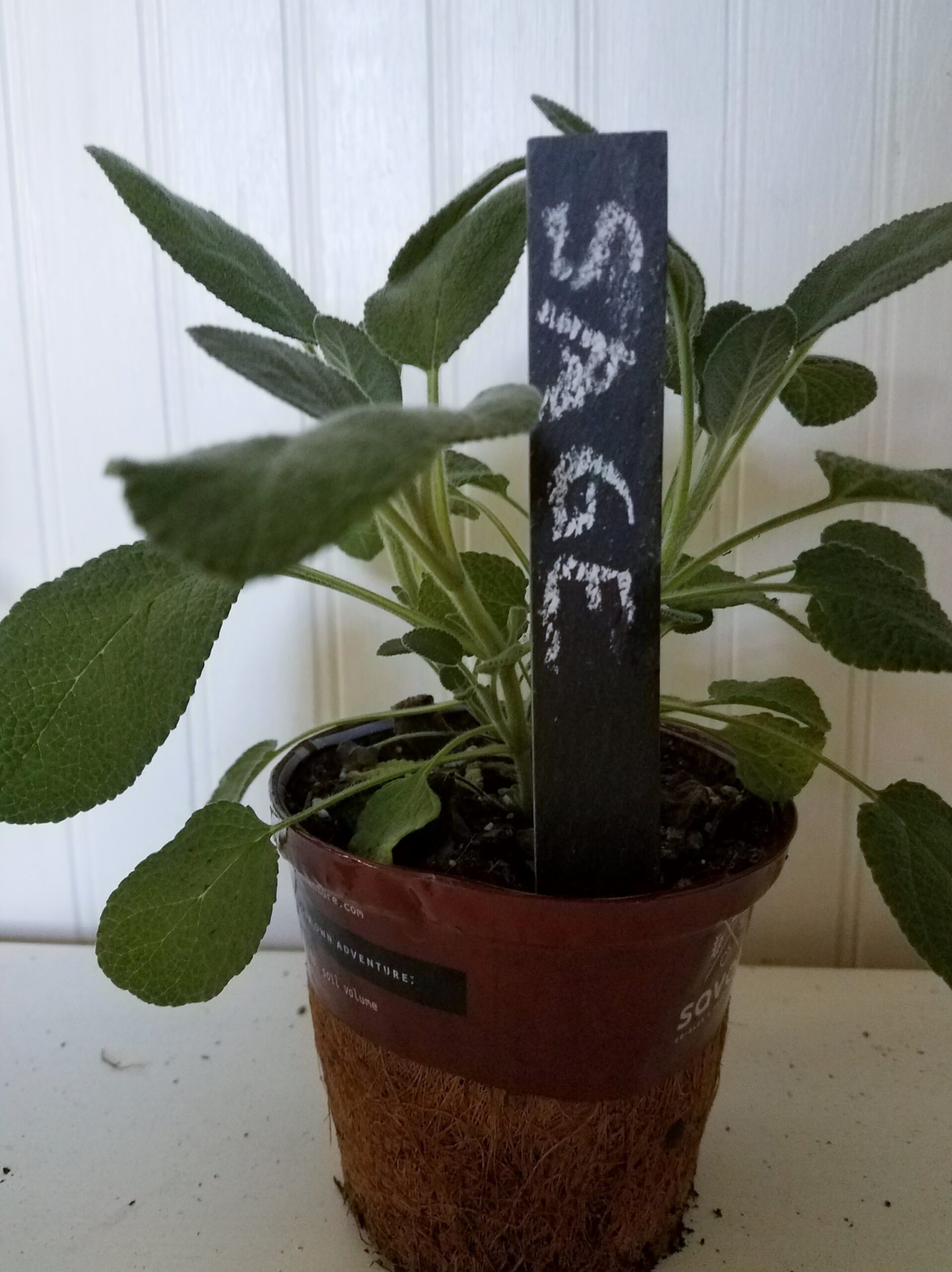 dollar spot