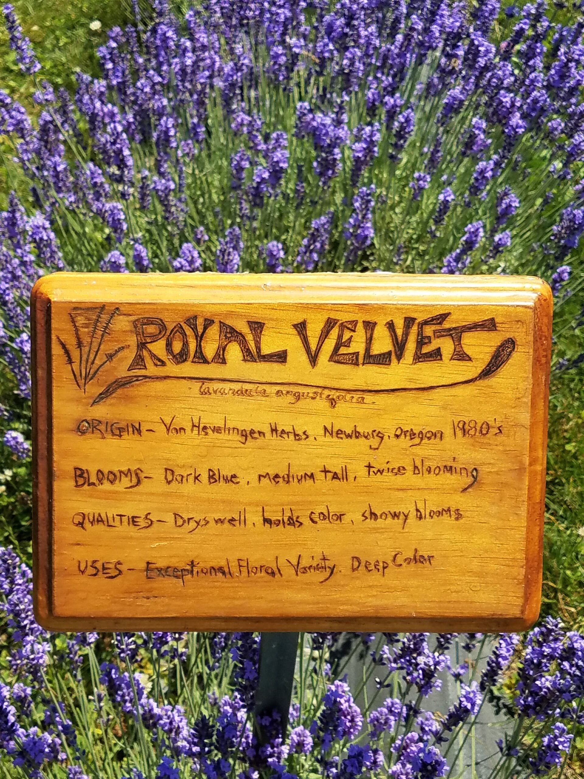 Royal Velvet