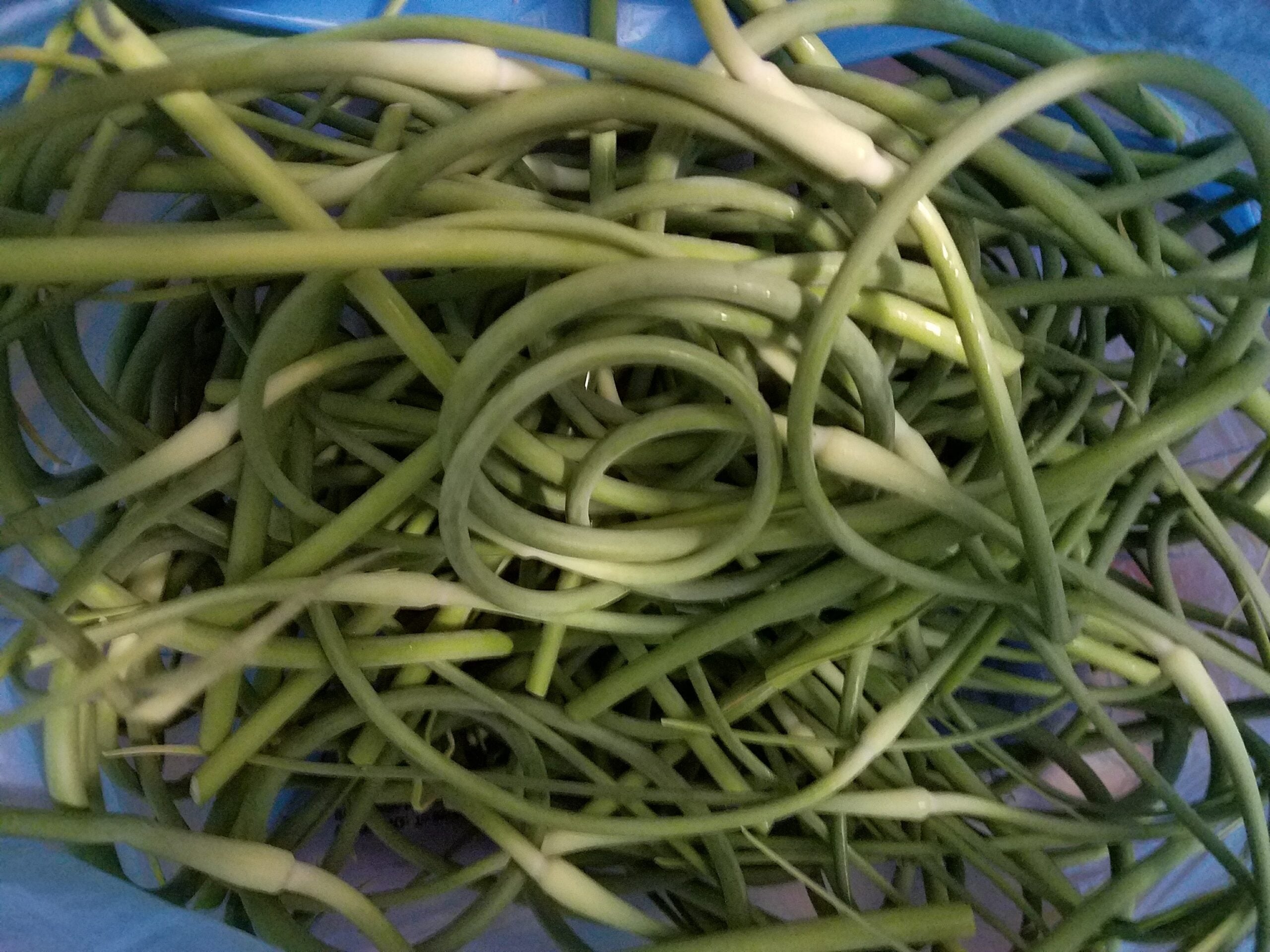 garlic scapes