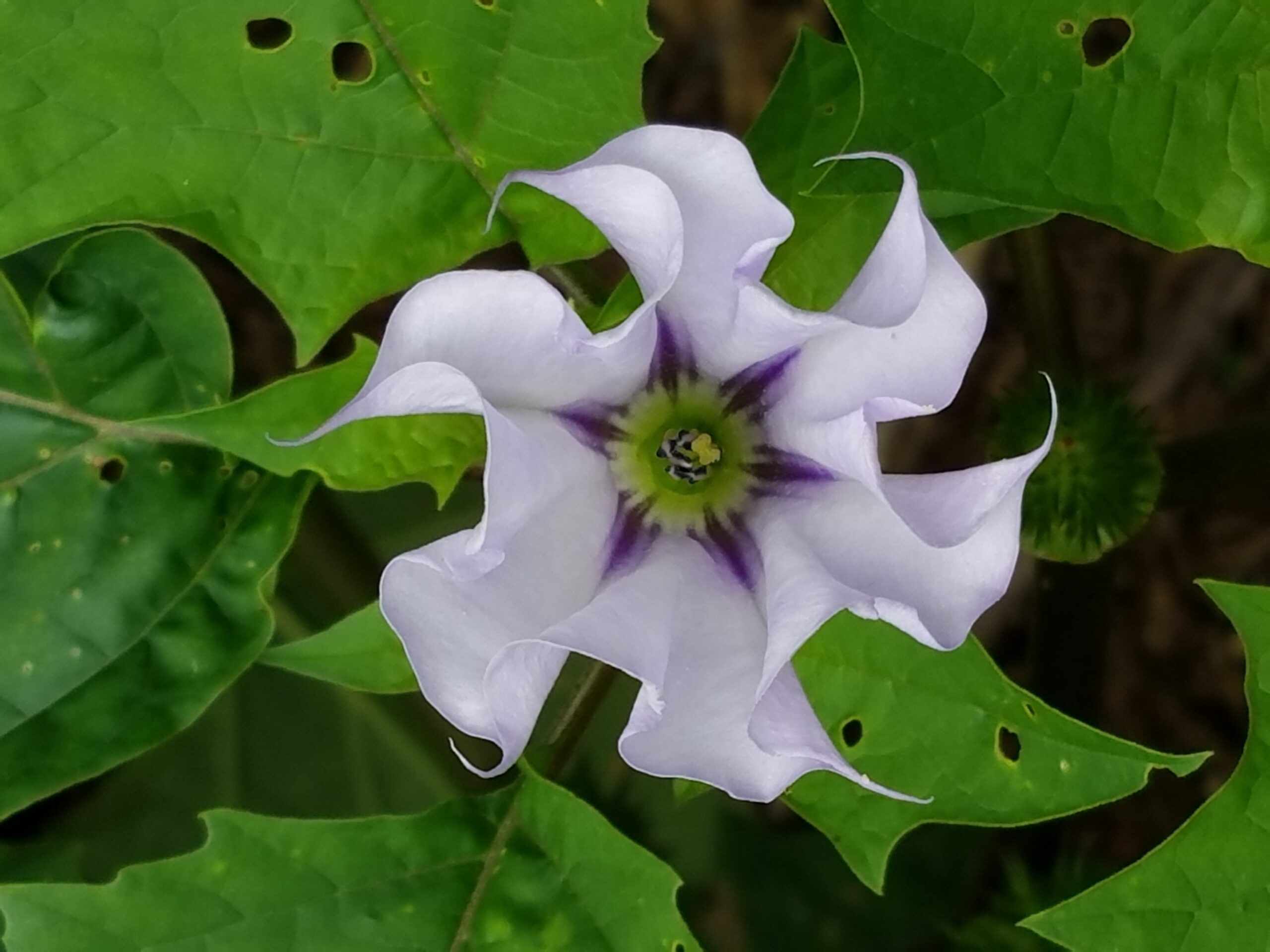 Solanaceae