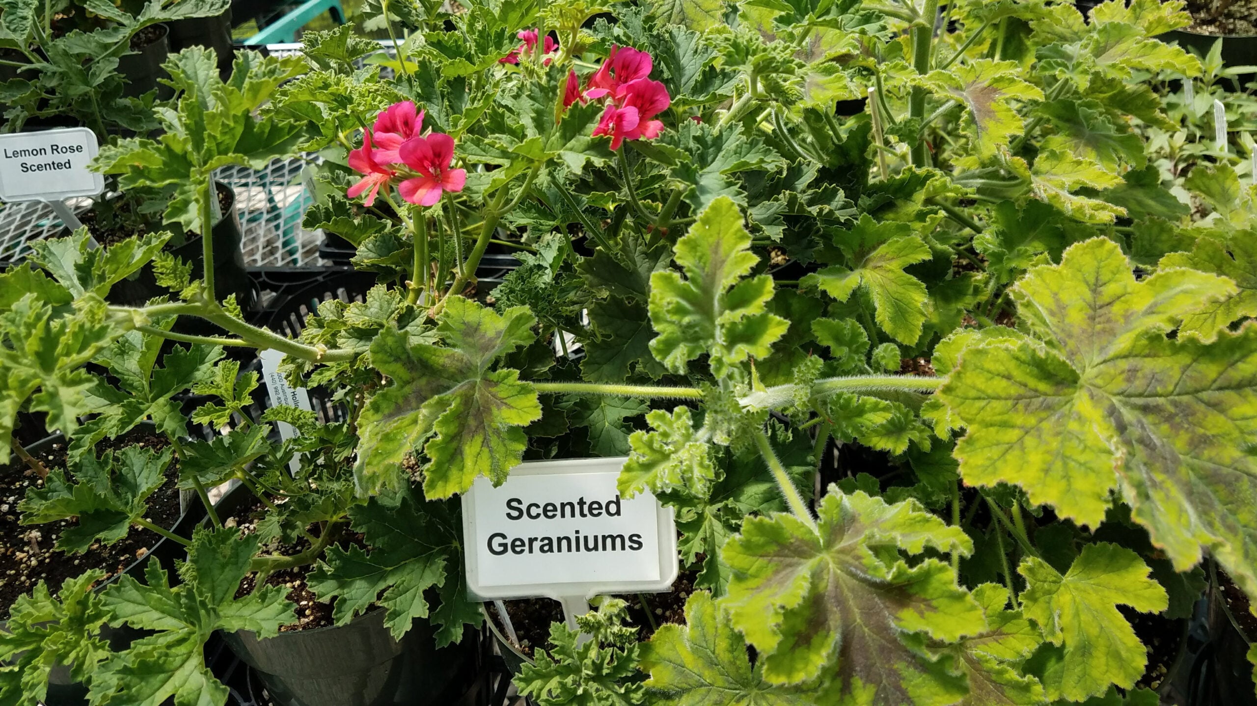Scented geraniums