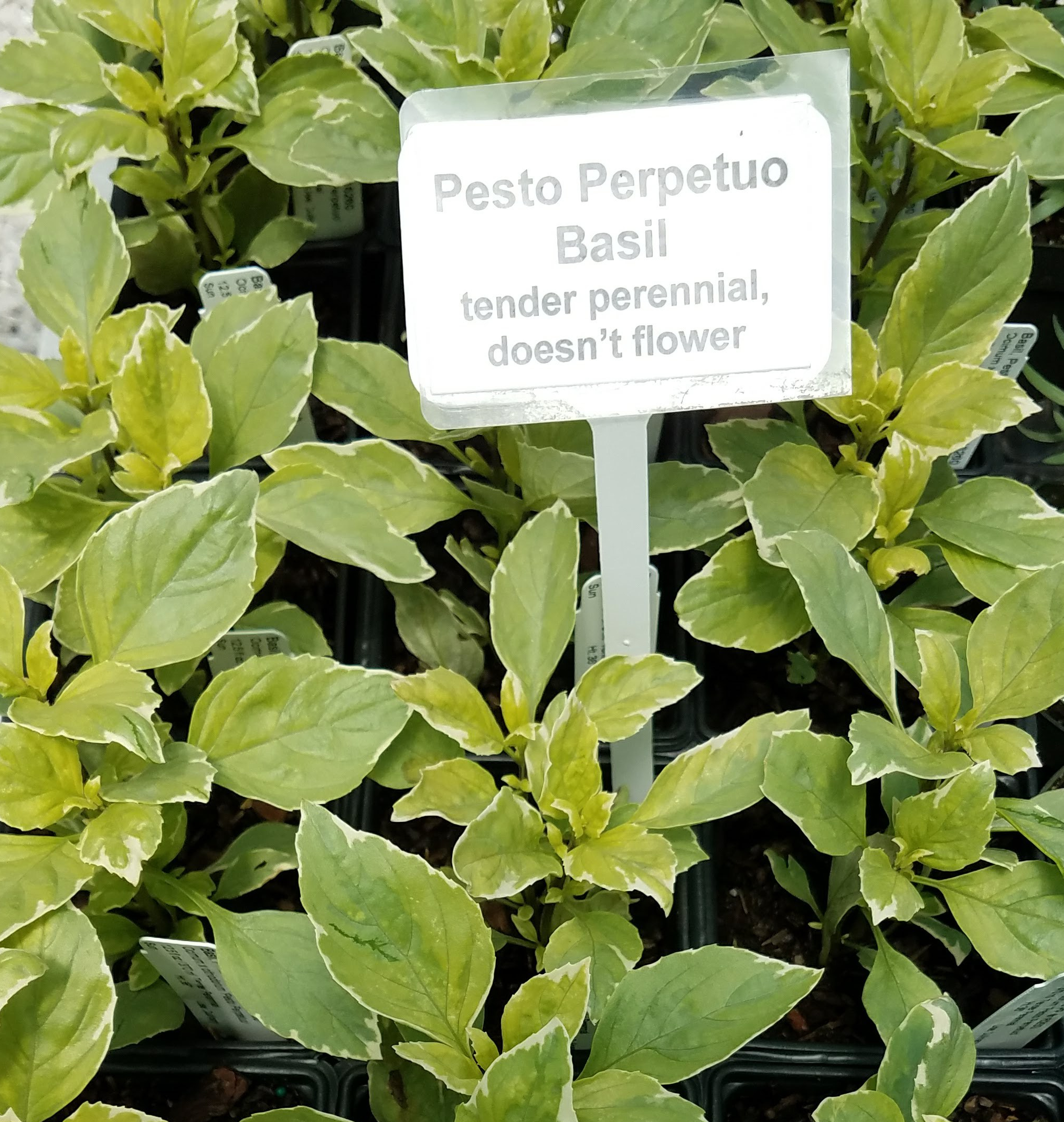 Pesto perpetuo basil