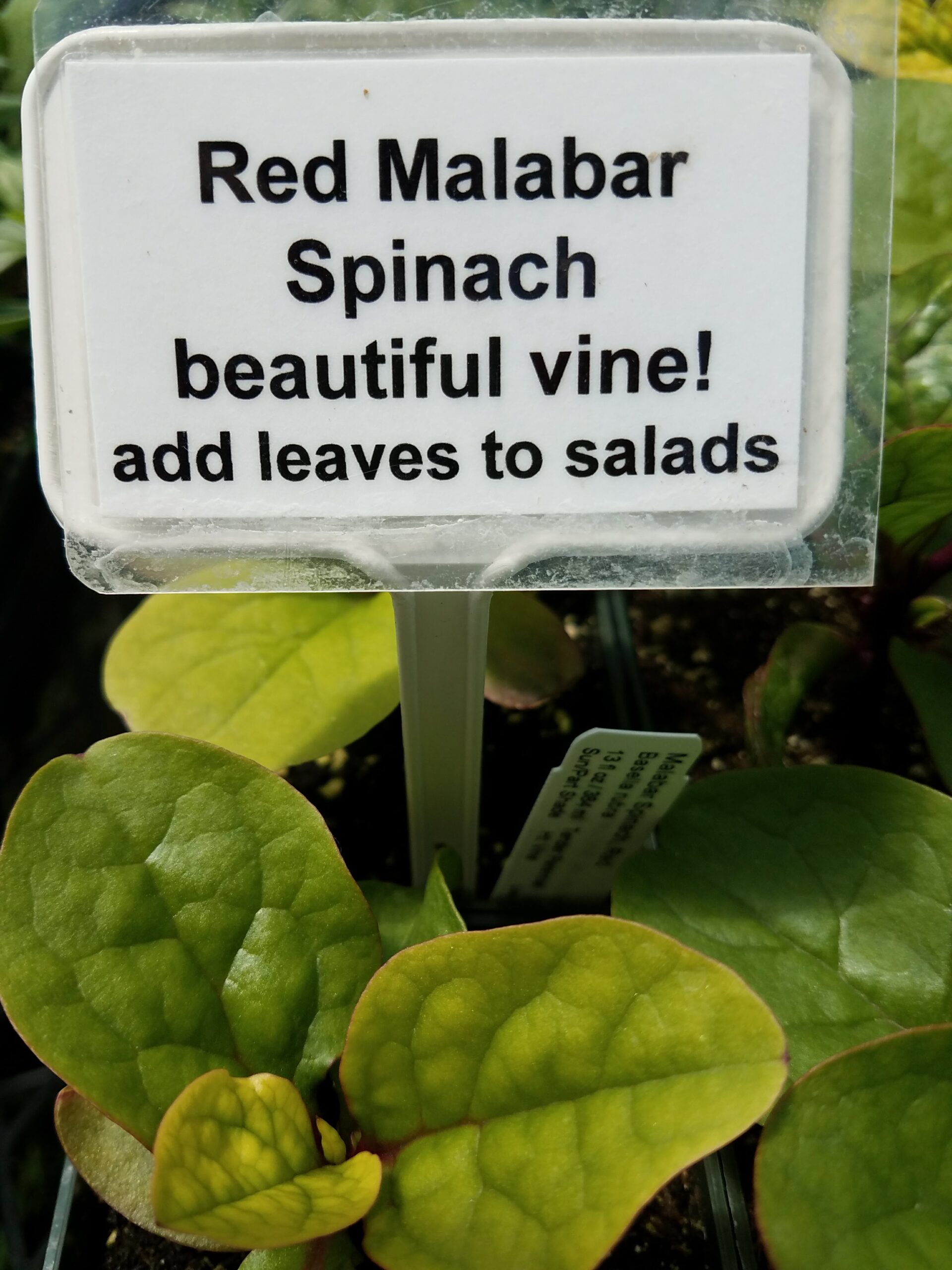 Red malabat spinach beautiful vine