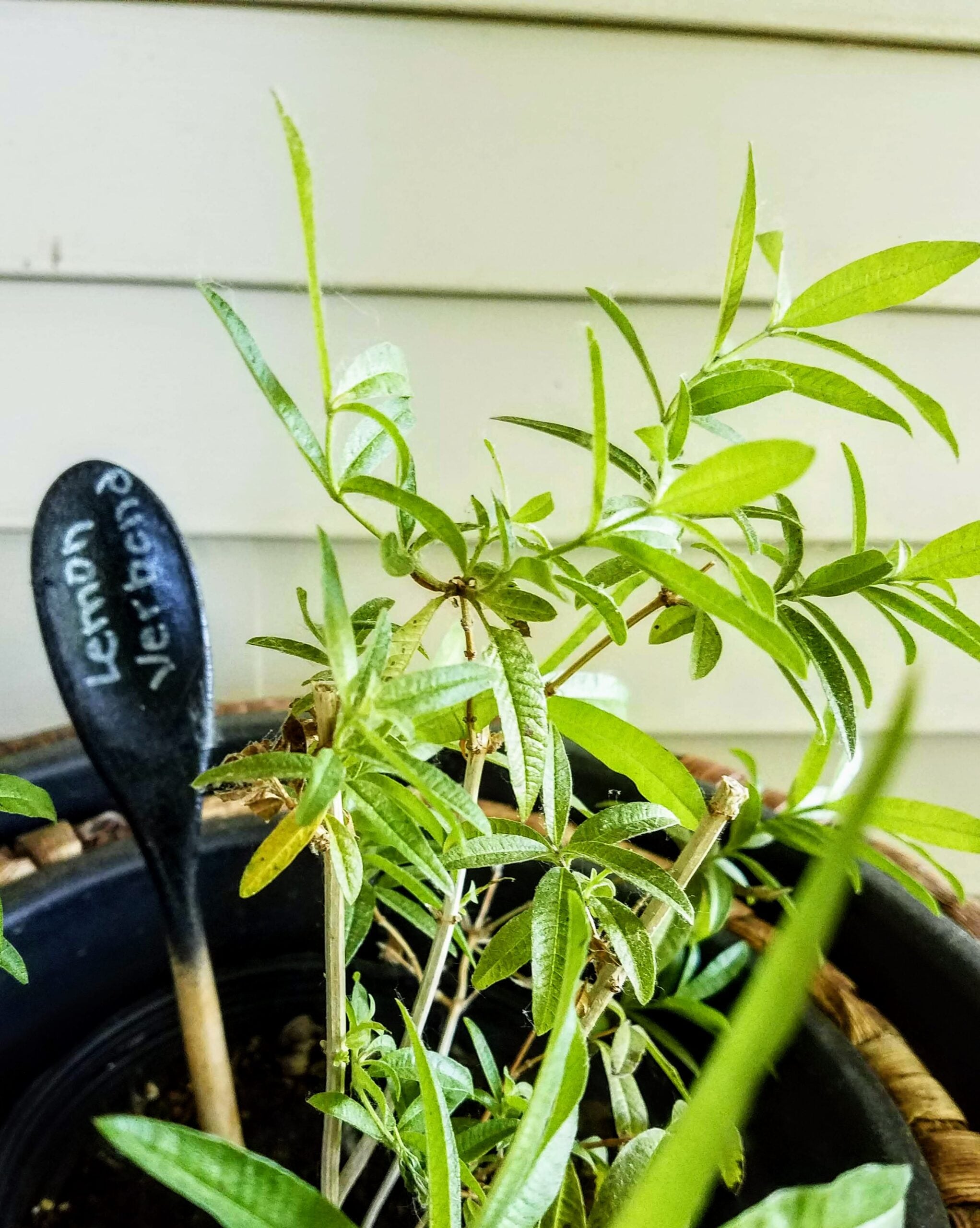 Lemon verbena
