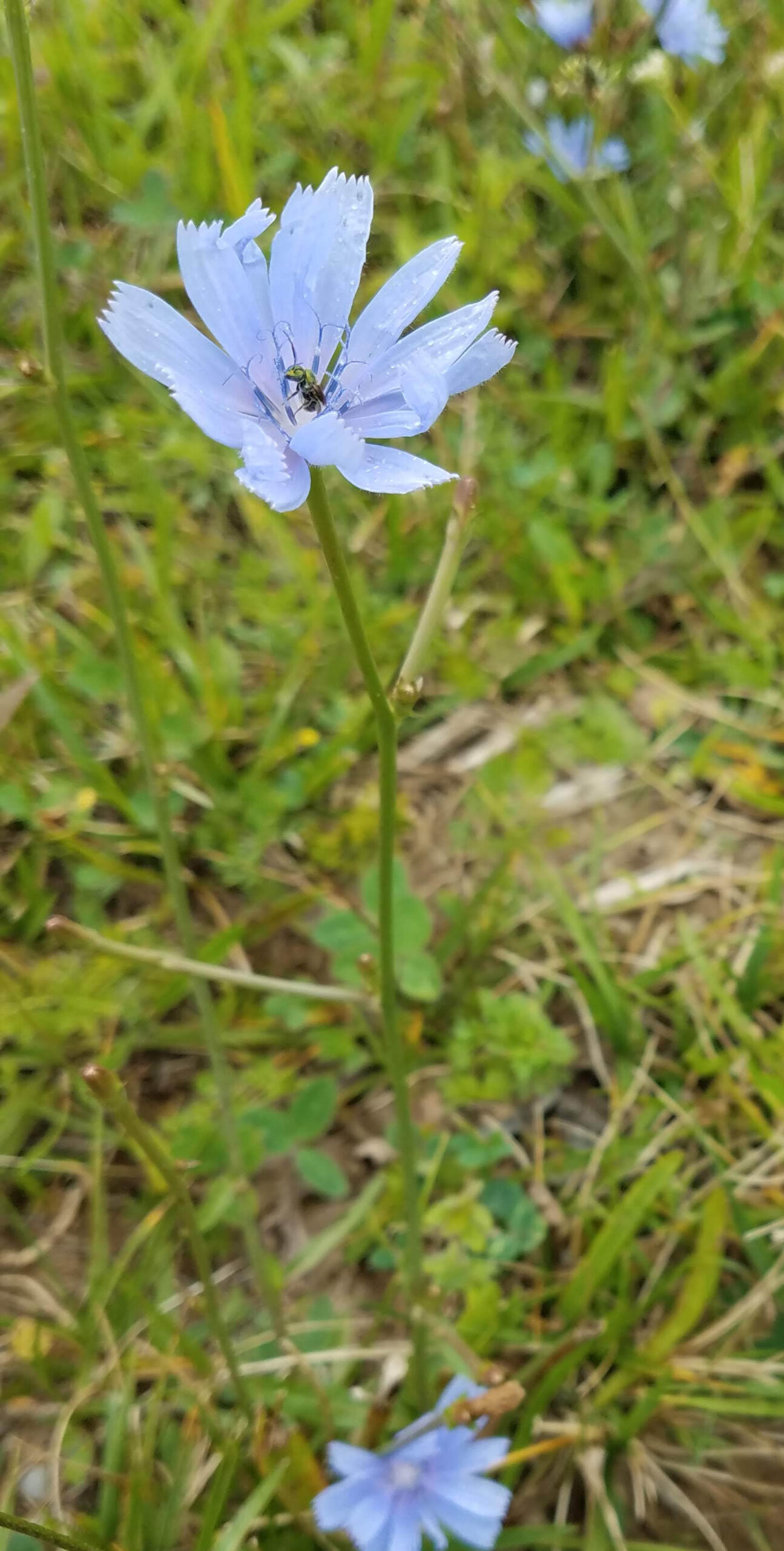 chicory