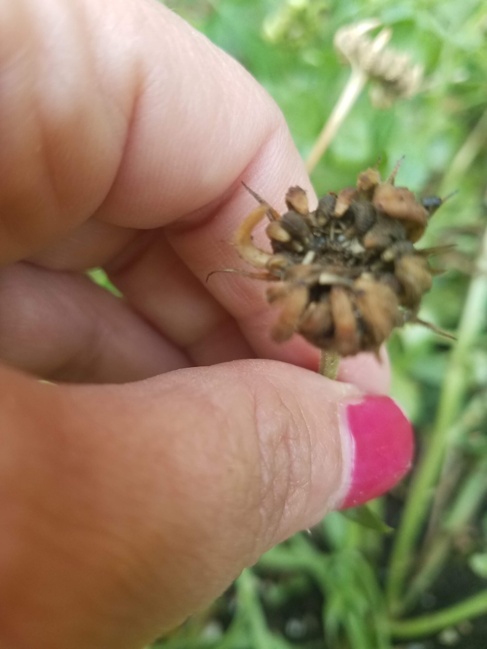 Dry Method of Saving Seeds