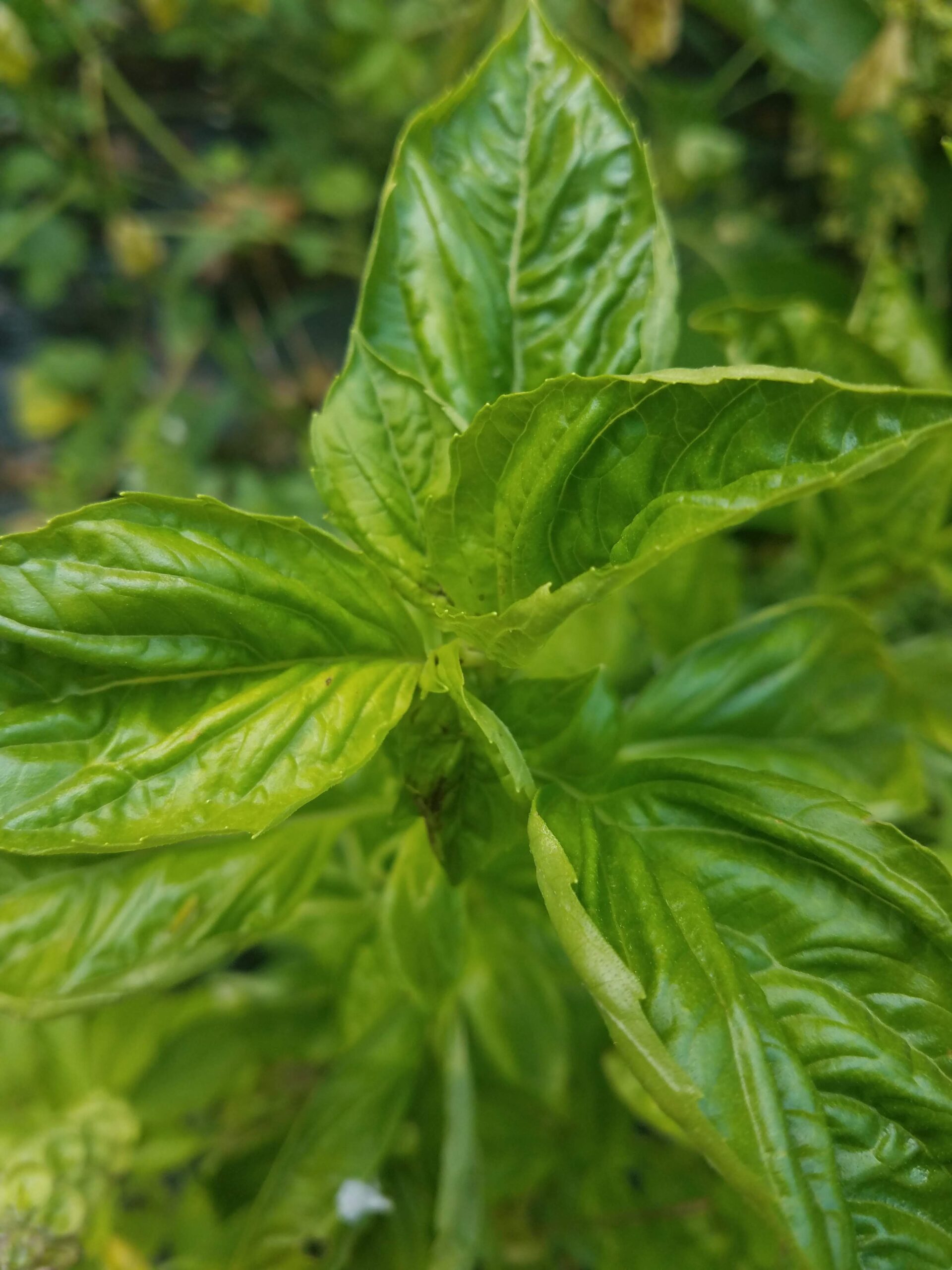 pesto leaves