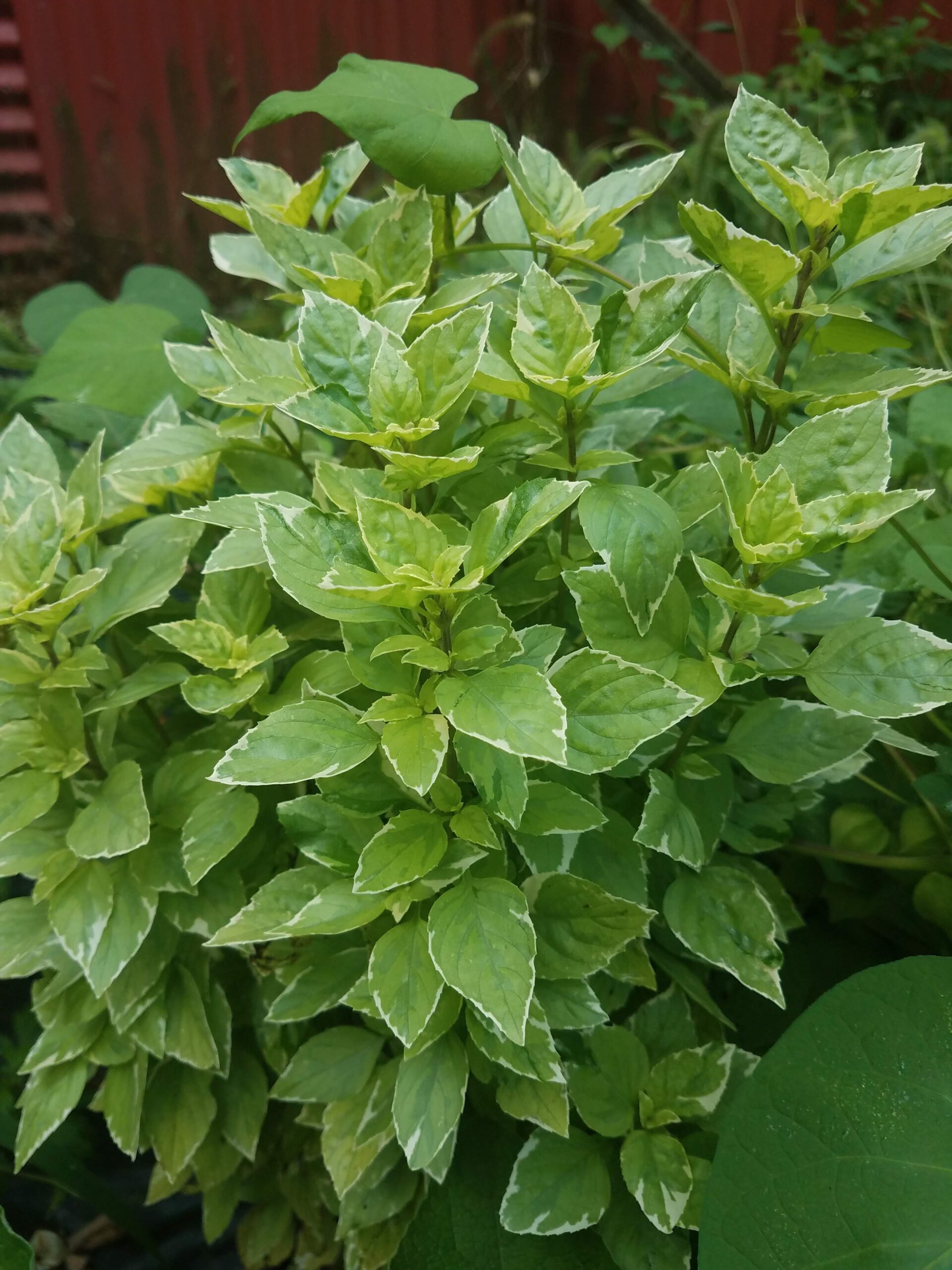 pesto plant