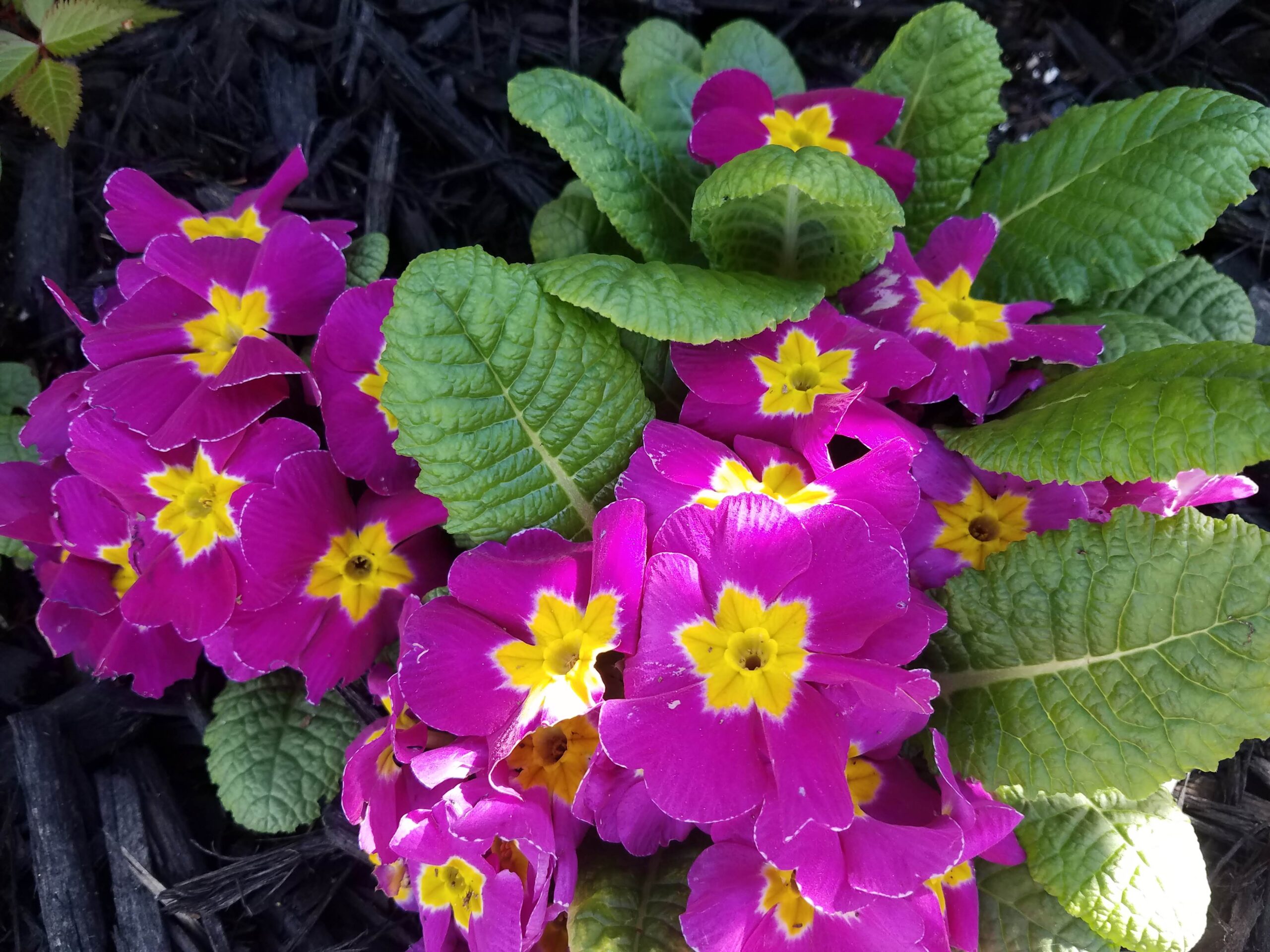 primrose