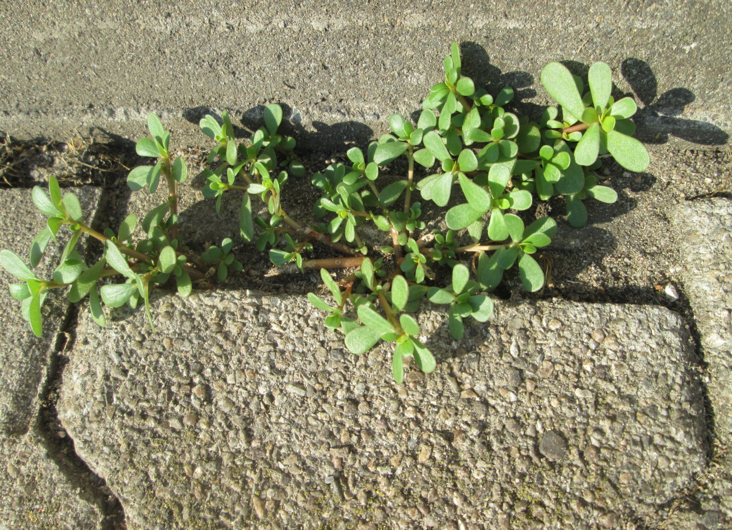 purslane