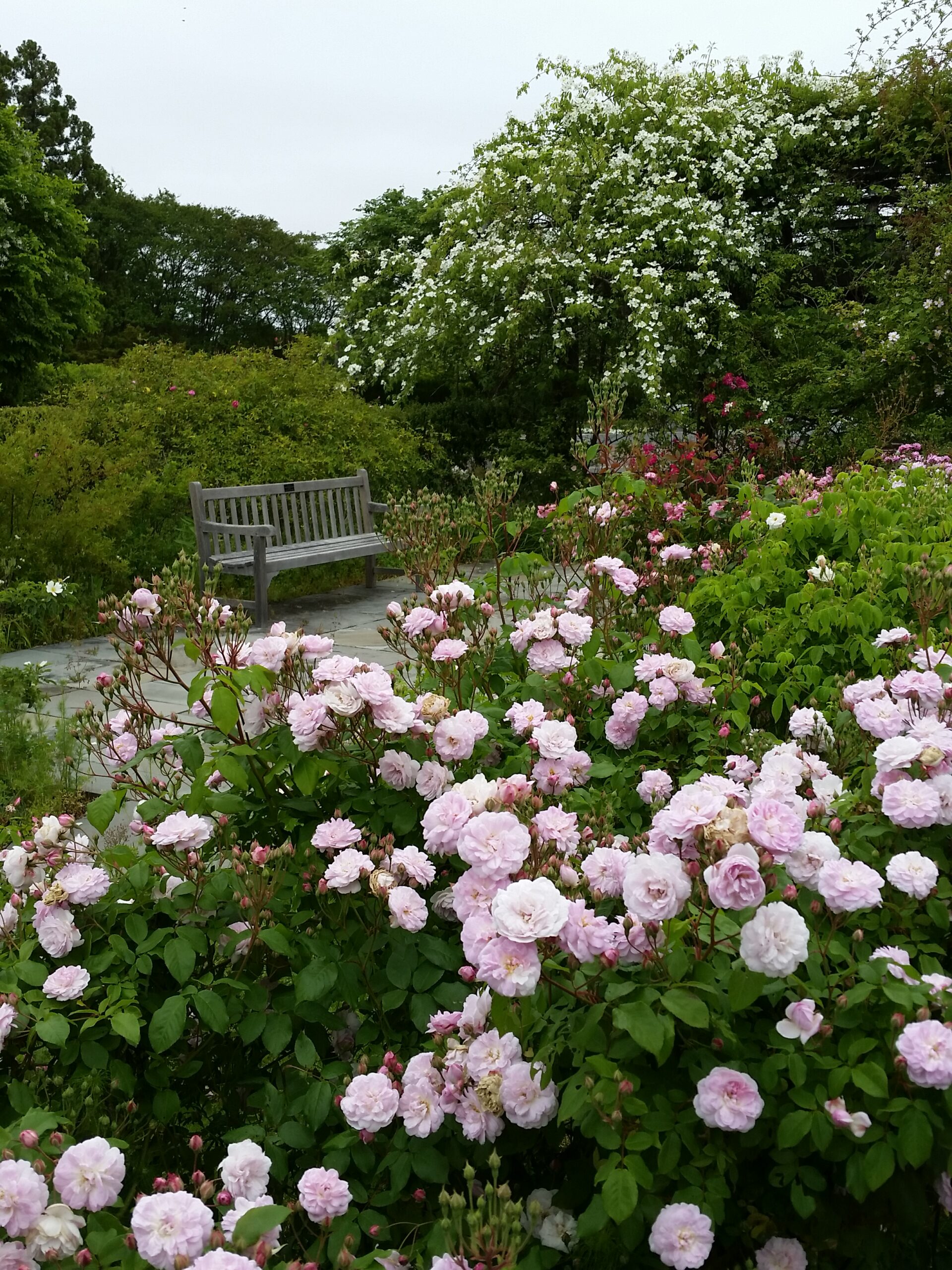 The Rose Garden in the National Herb Garden