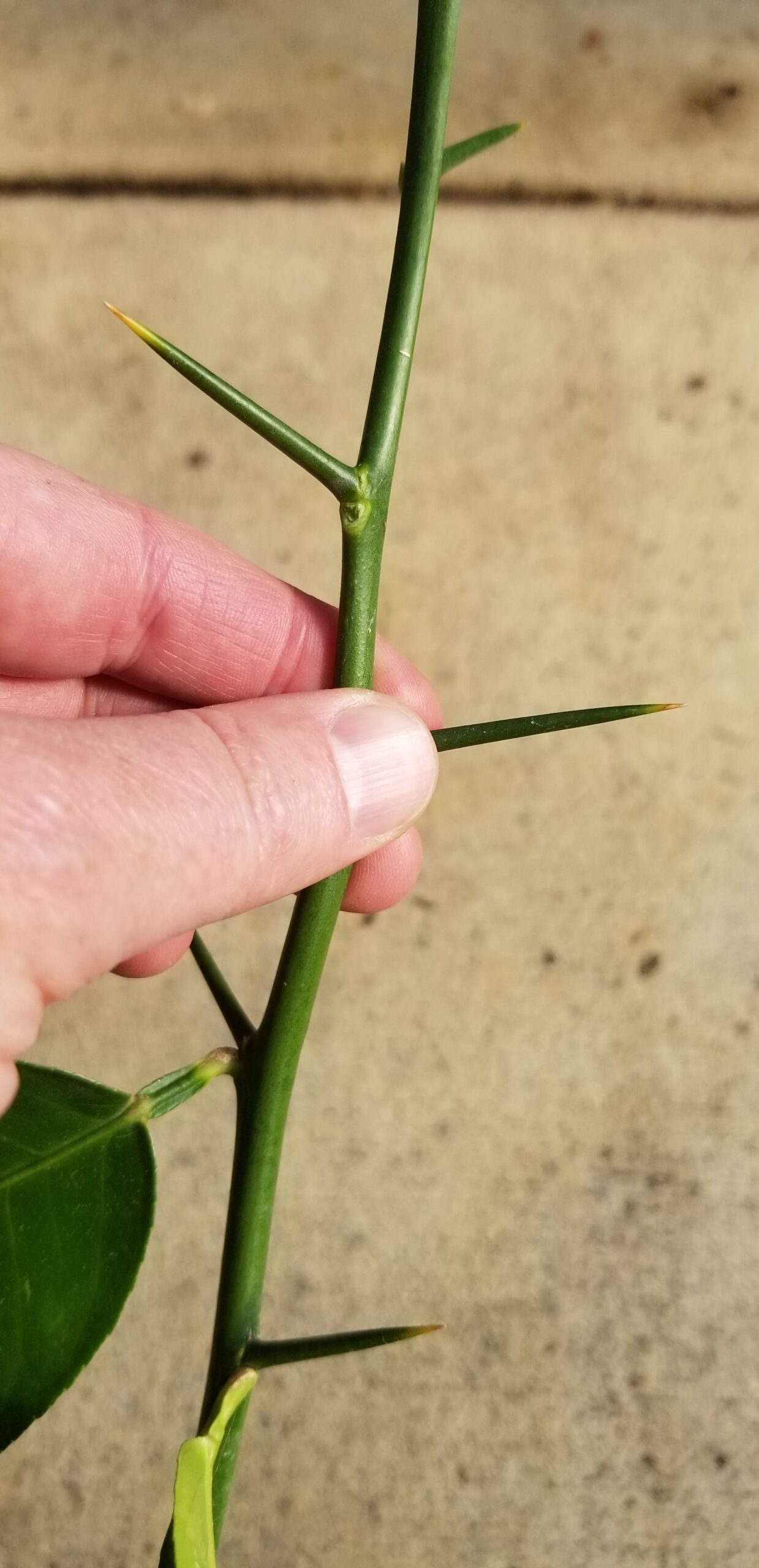 Thorns on Citrus plant