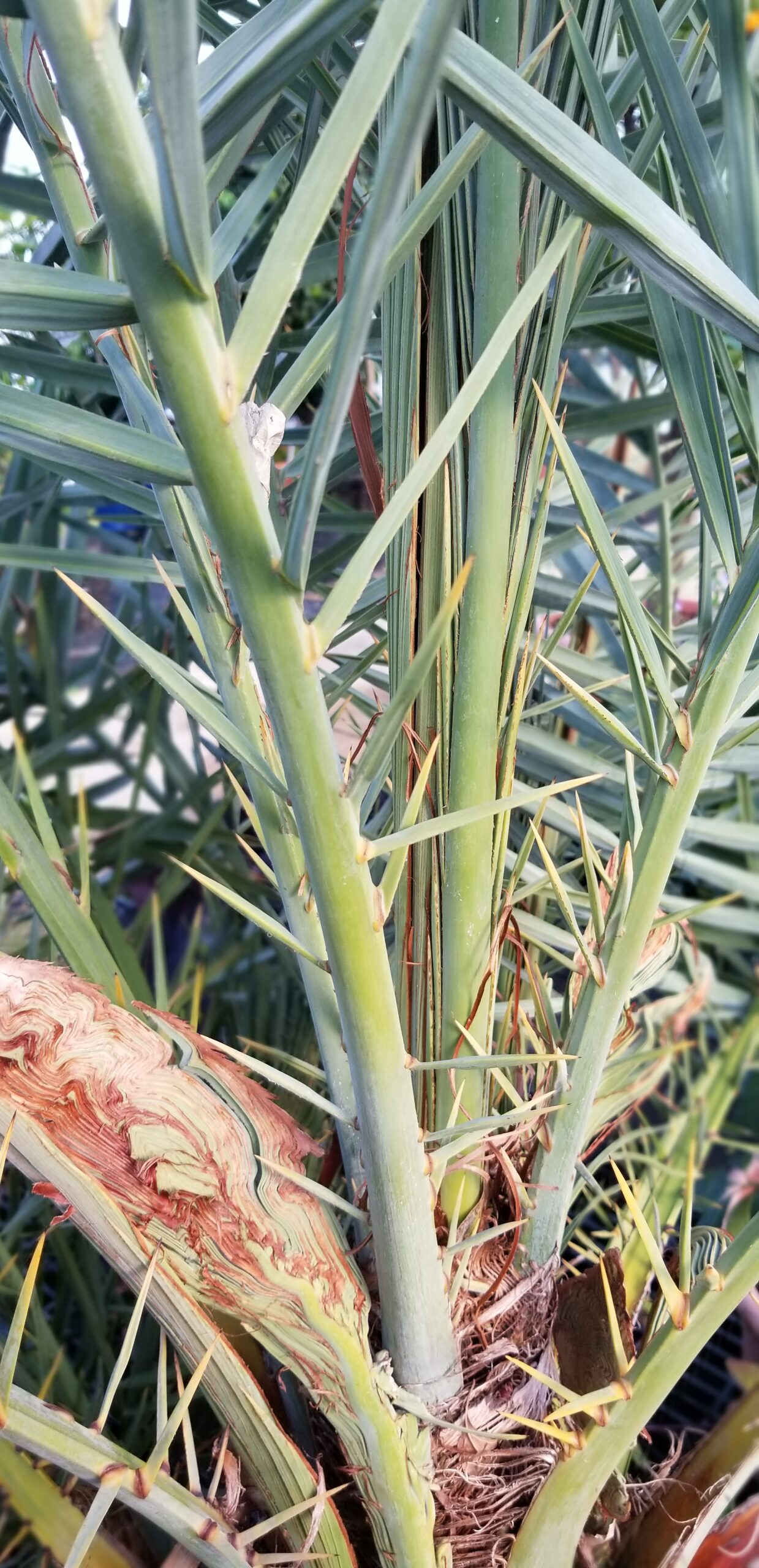 Leaf spines on Phoenix dactylifera