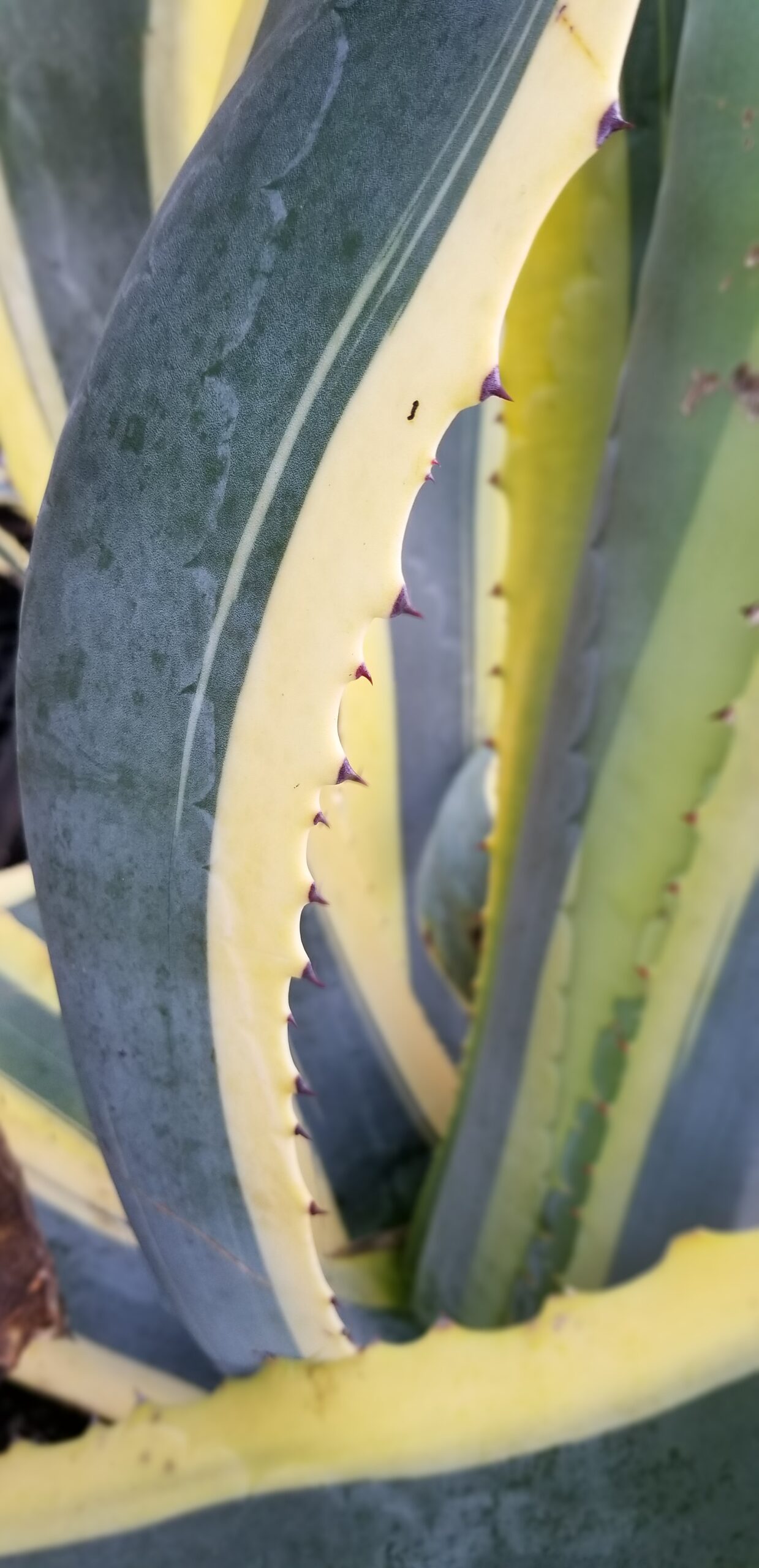 Inner spines on Phoenix dactylifera