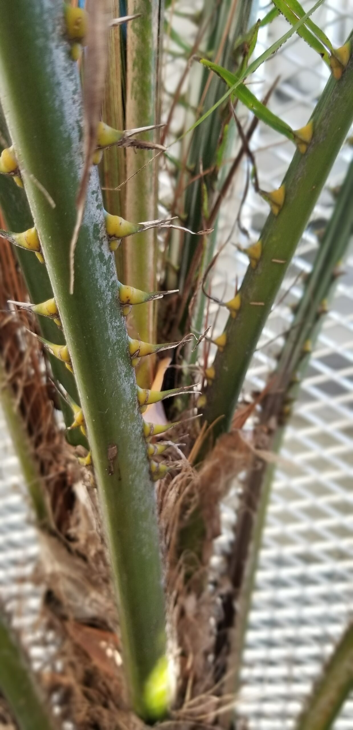 Inner spines on Phoenix dactylifera