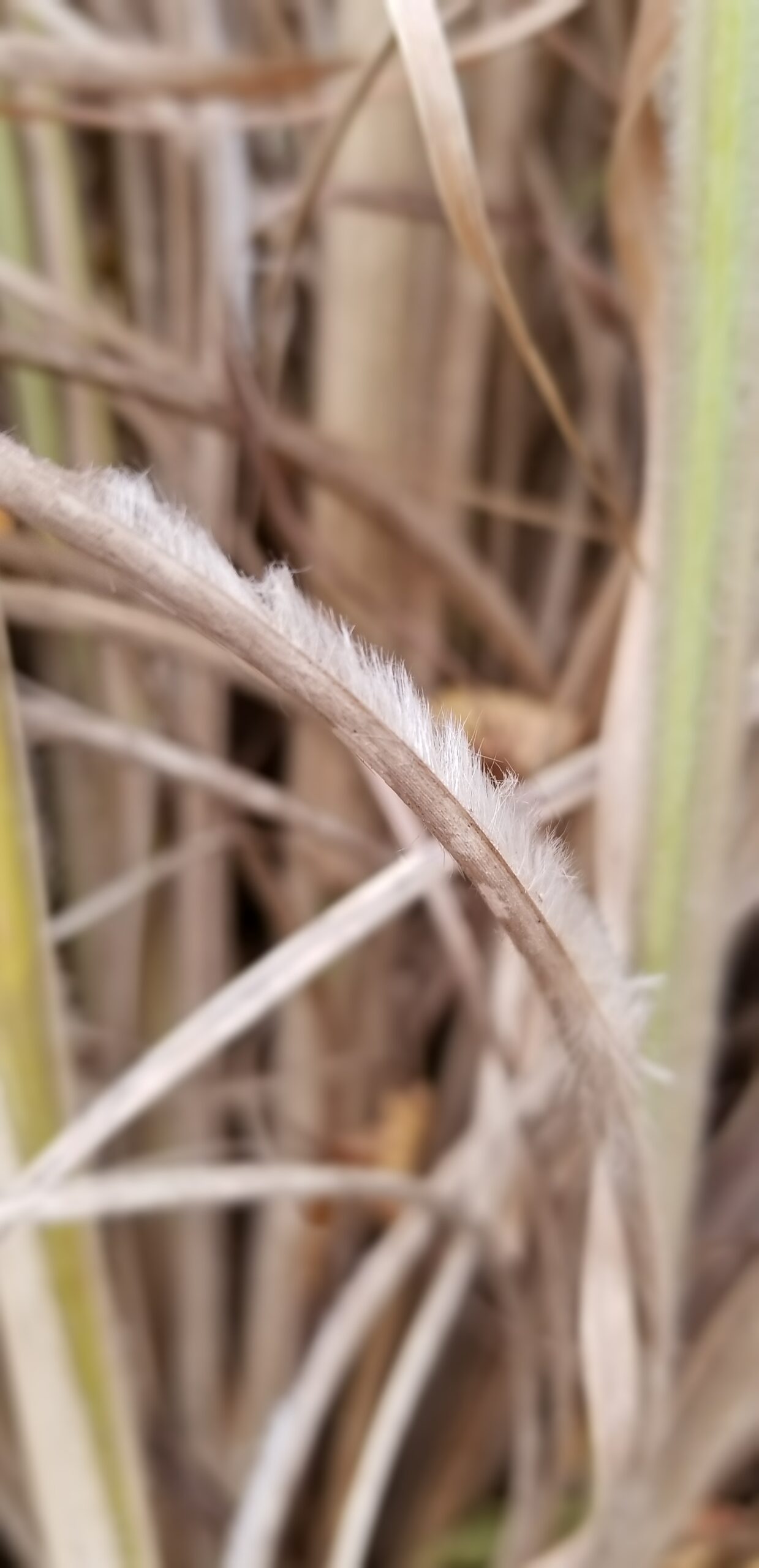 Trichomes (hairs) on Saccharum (sugarcane) leaves