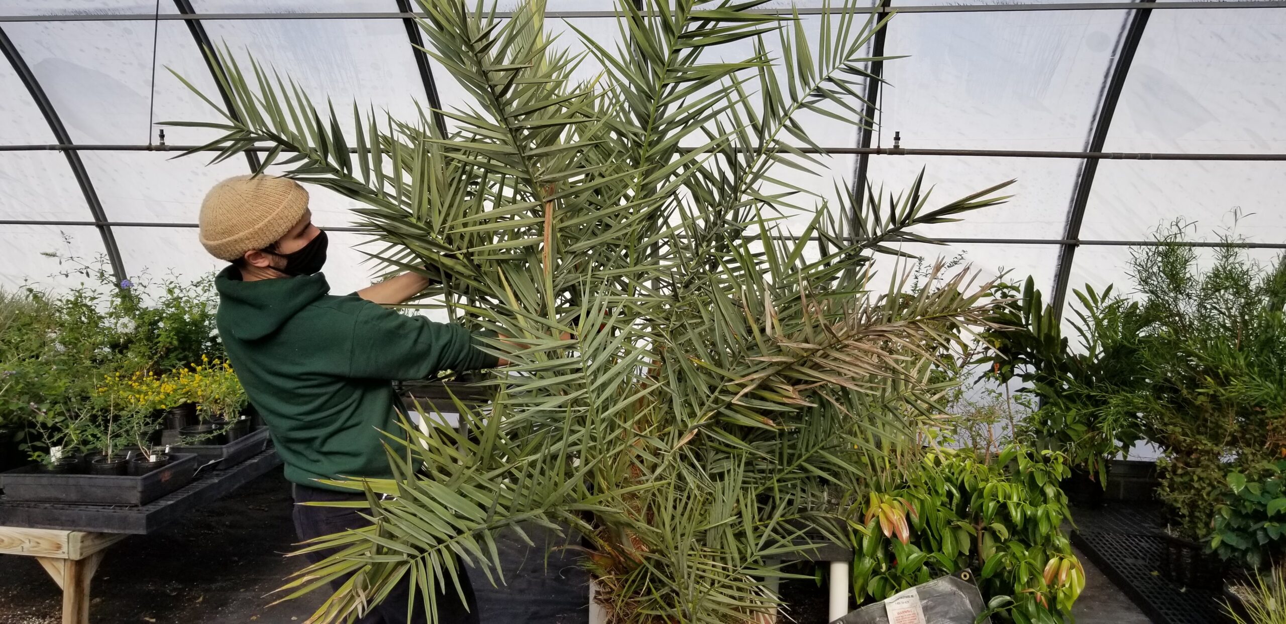 Staff with Phoenix dactylifera leaves in their face
