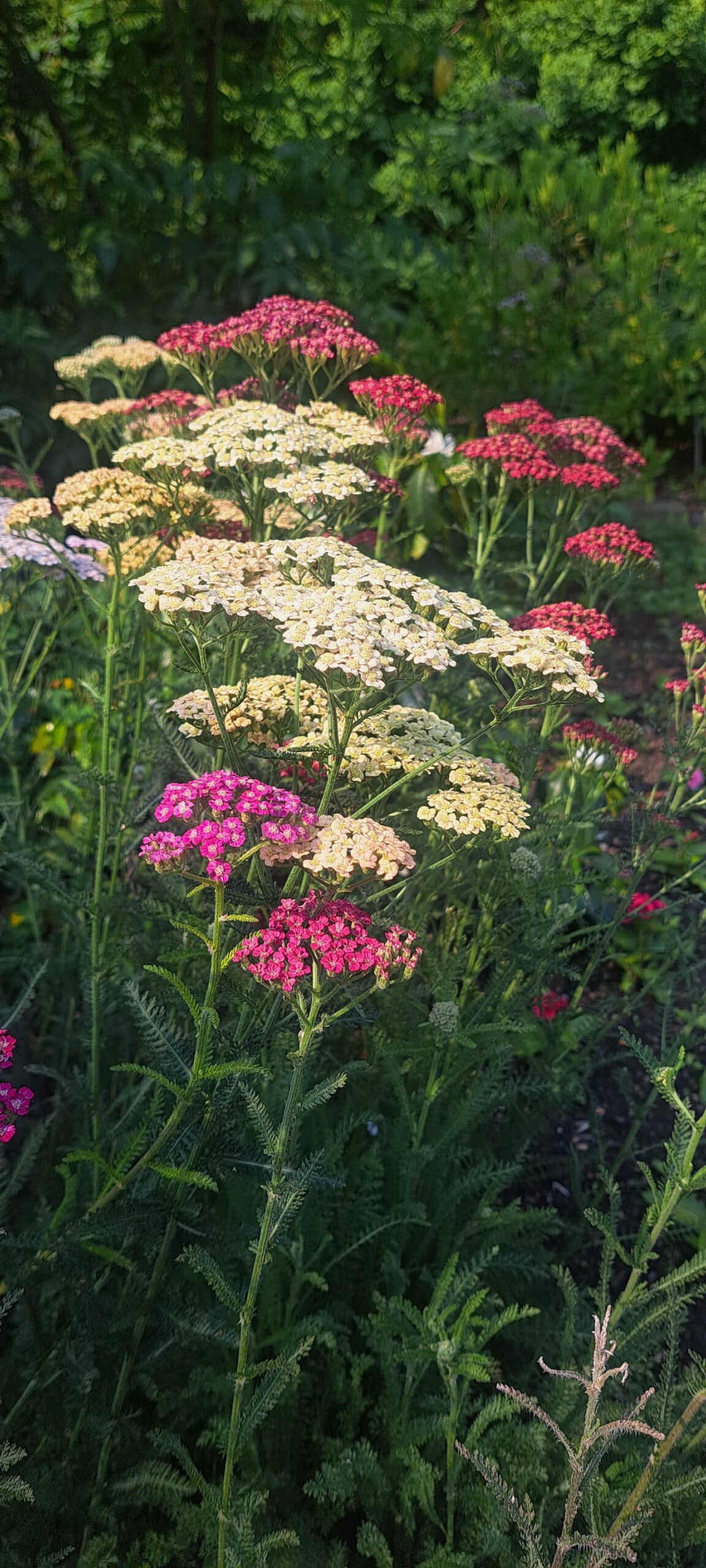 Pink and white inflorescences of Achillea 'Colorado Mix'