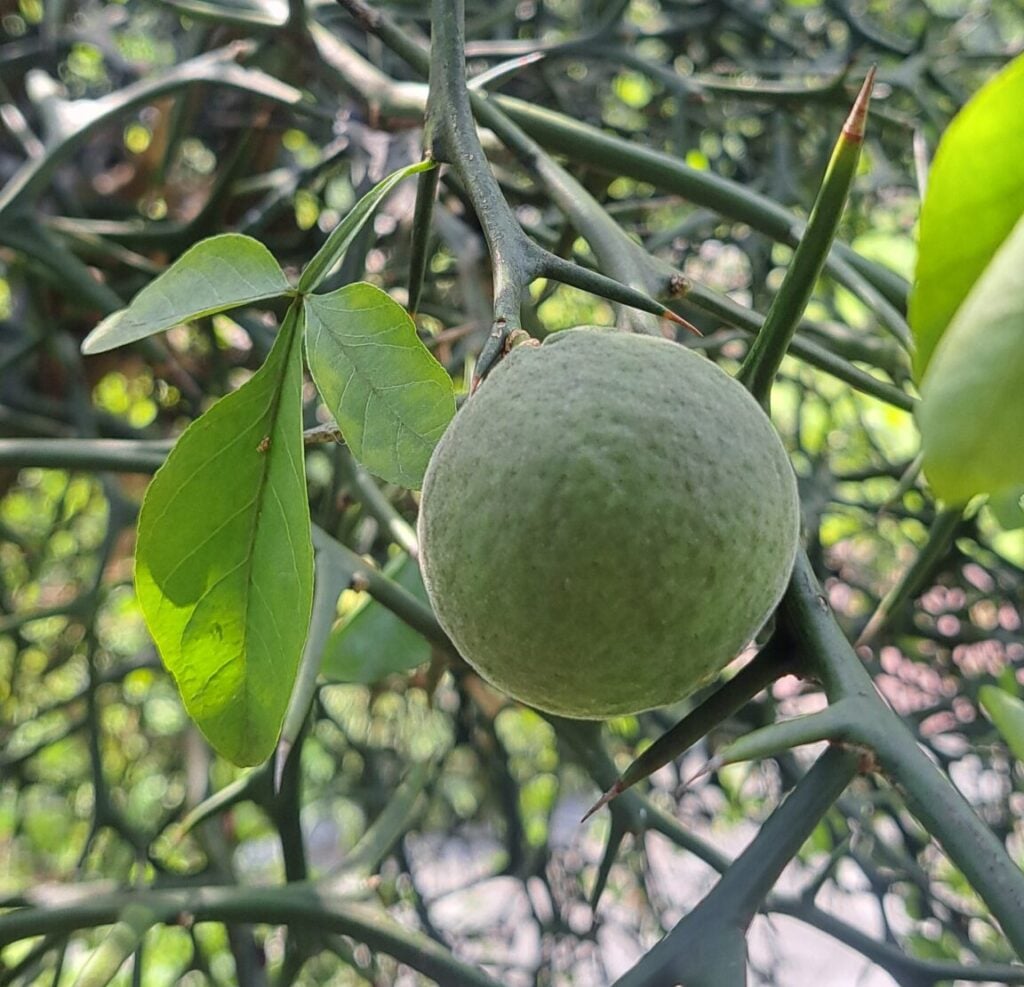 Green citrus fruit hanging on a tree branch with leaves and thorns.