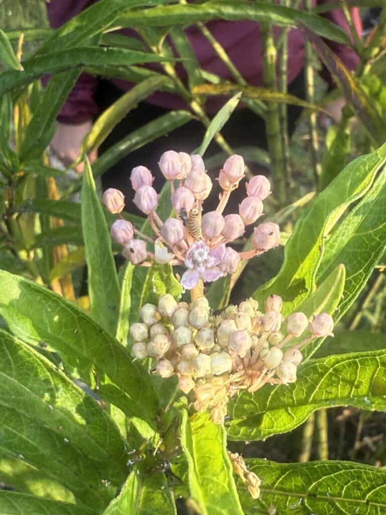 Close-up of pink and white flower clusters on a green plant.