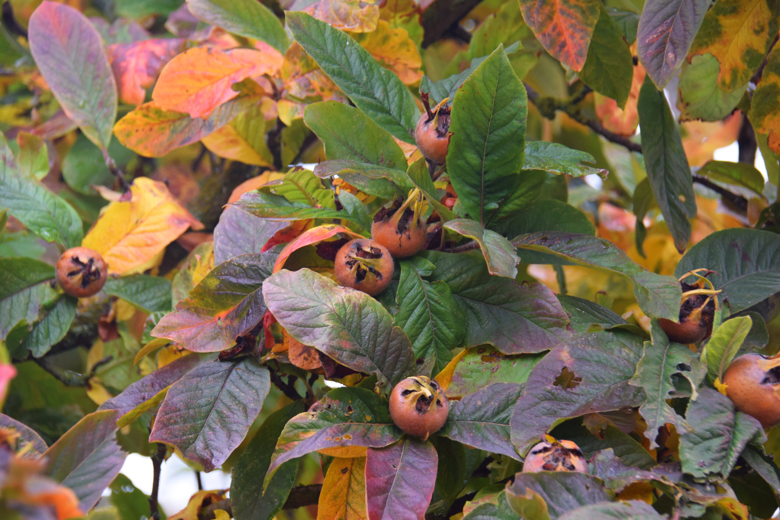 Medlar with fall color and fruit