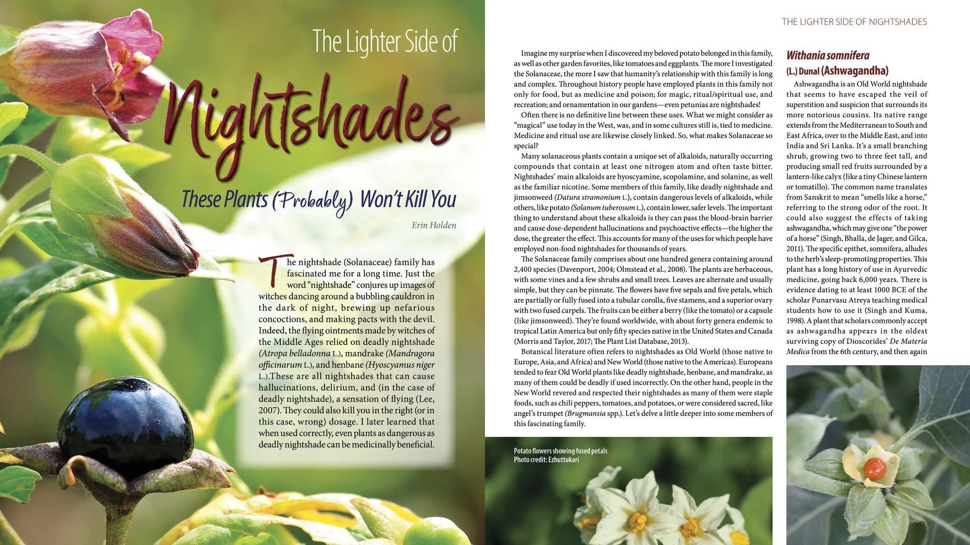 Article spread from The Herbarist, the journal of The Herb Society of America