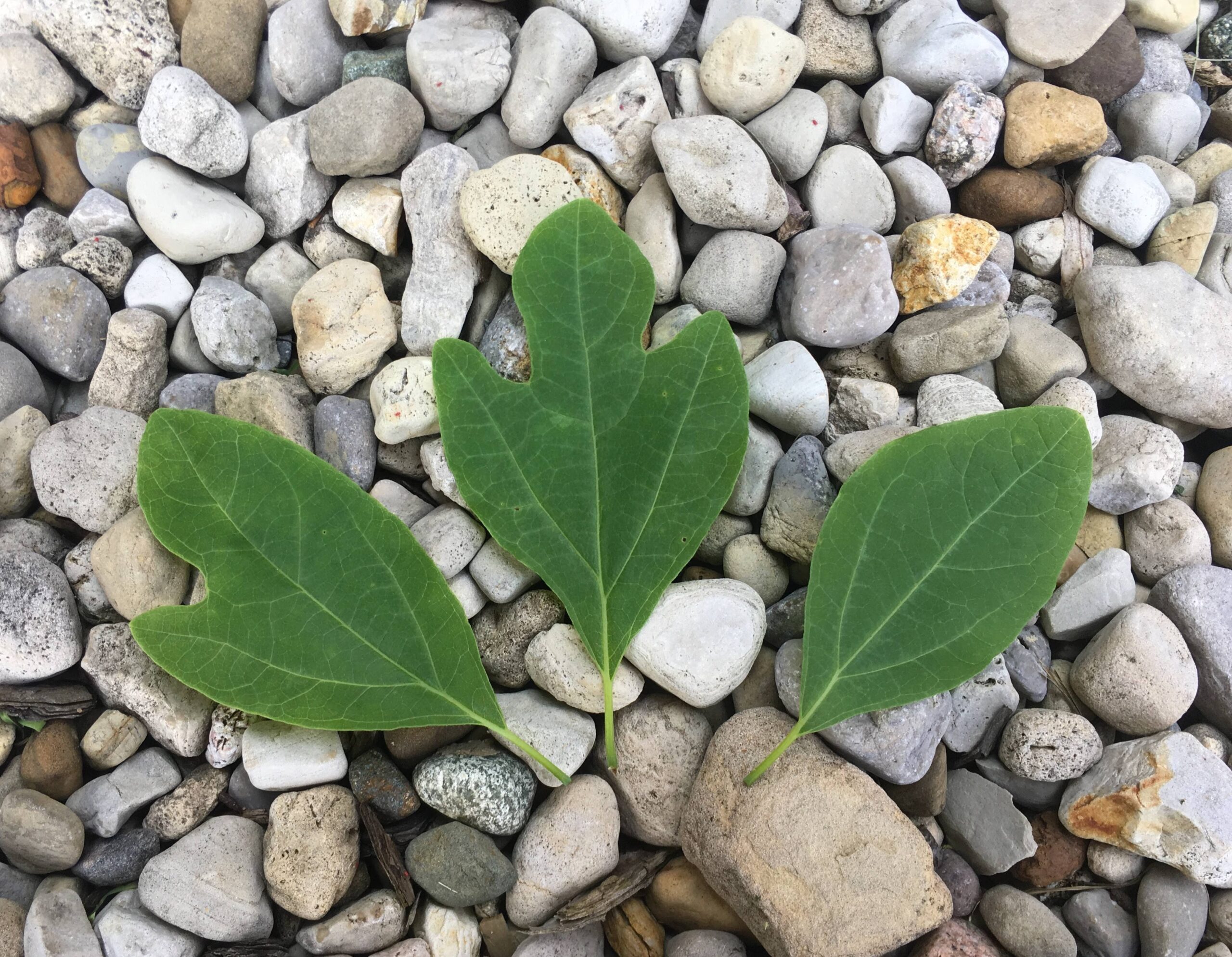 Three different leaves of Sassafras albidum
